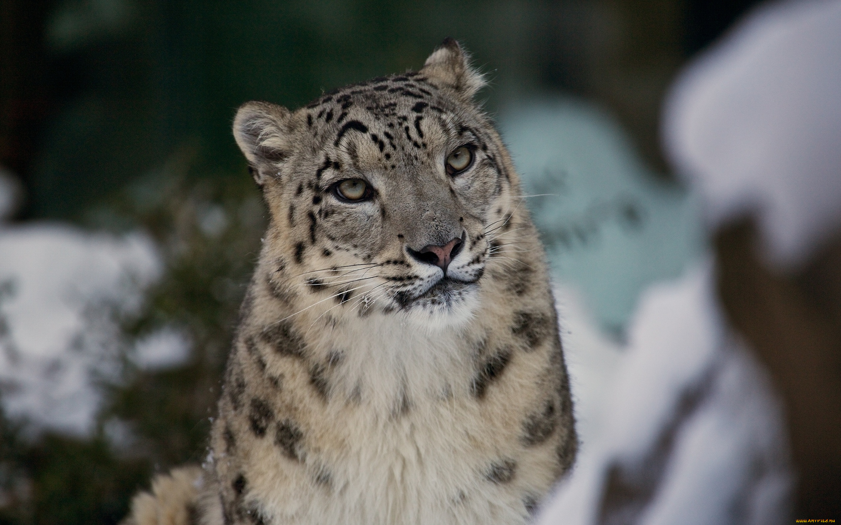 животные, снежный, барс, ирбис, морда