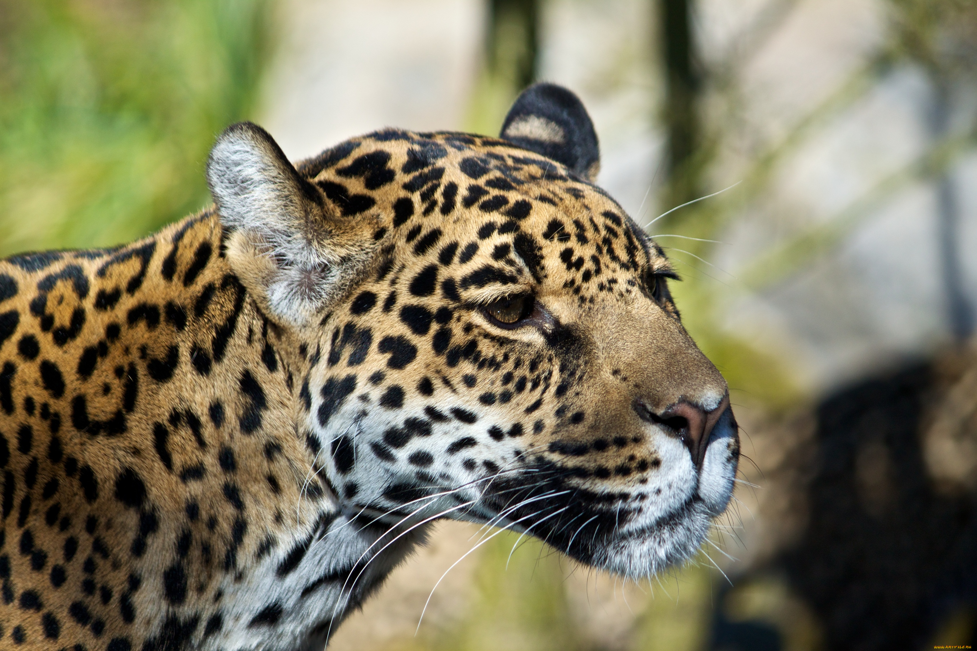 животные, Ягуары, морда, ягуар