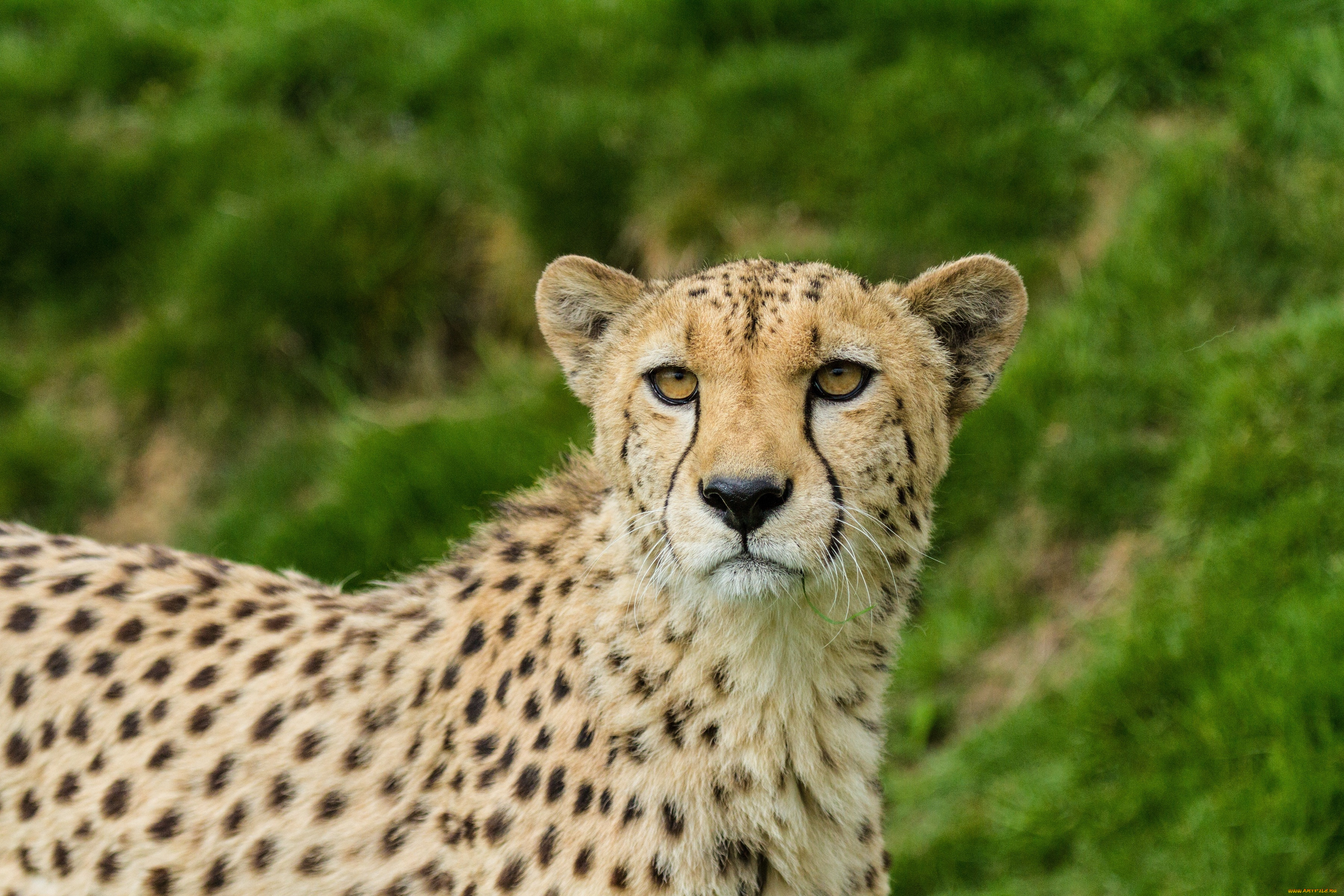 животные, гепарды, гепард