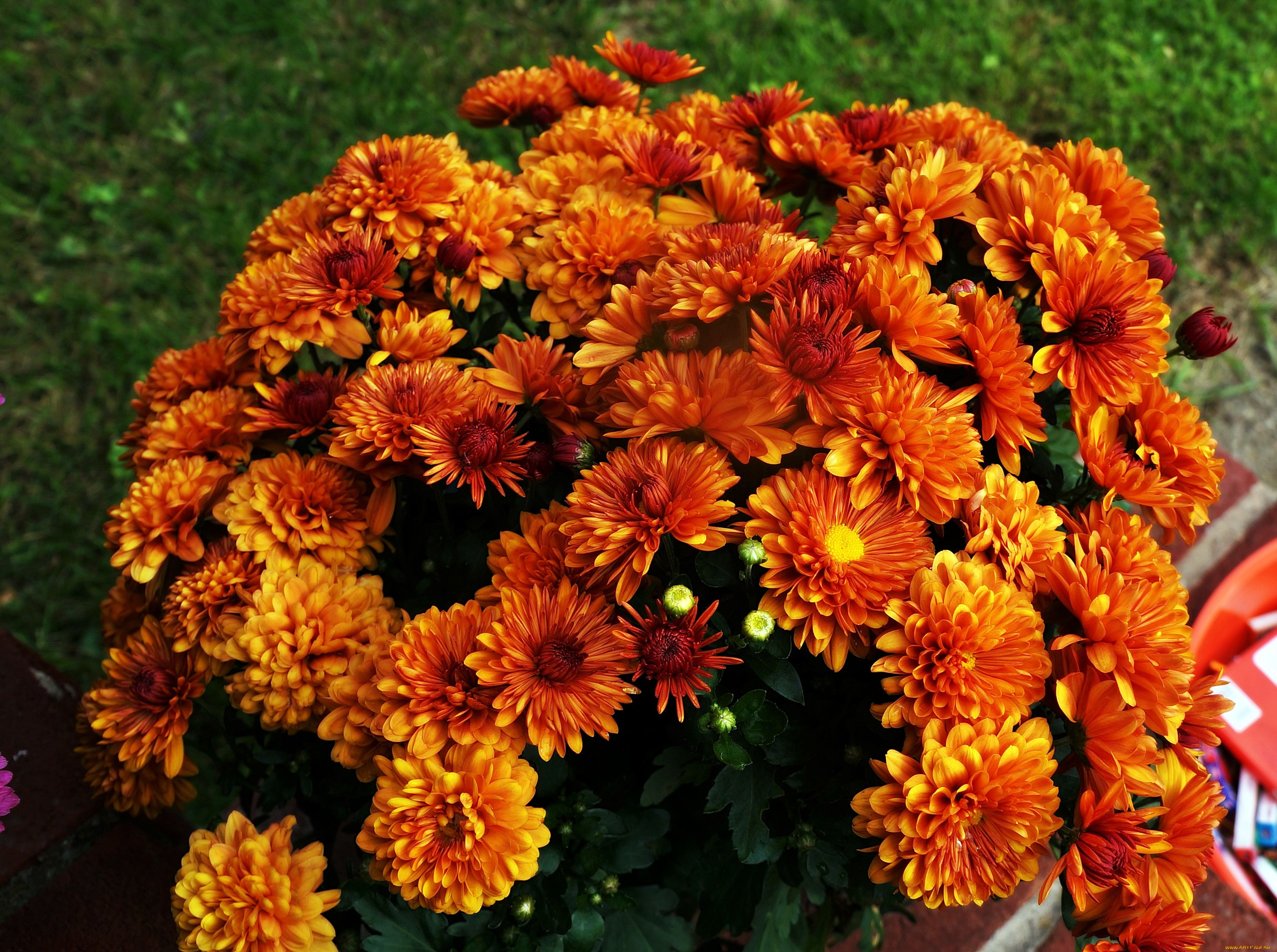 цветы, хризантемы, оранжевый