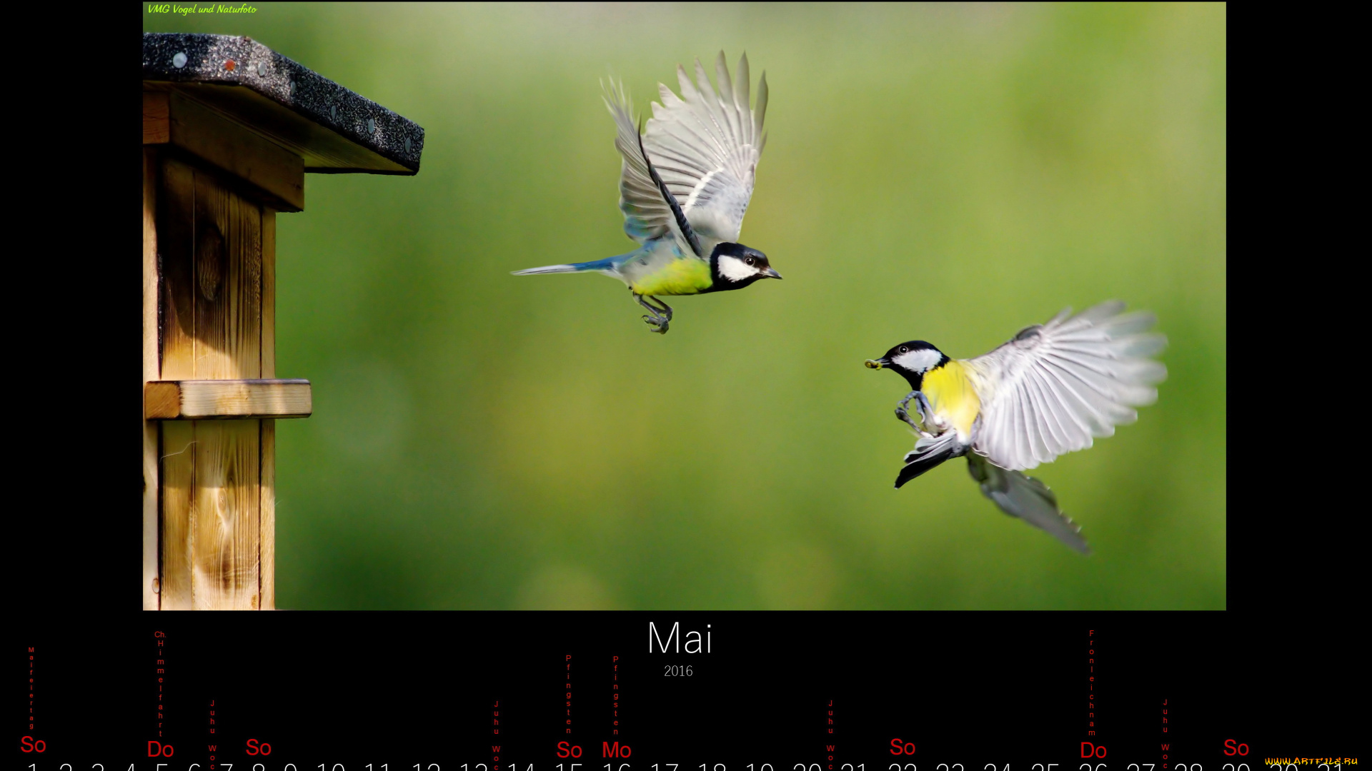календари, животные, пара, синицы, май, птицы, 2016