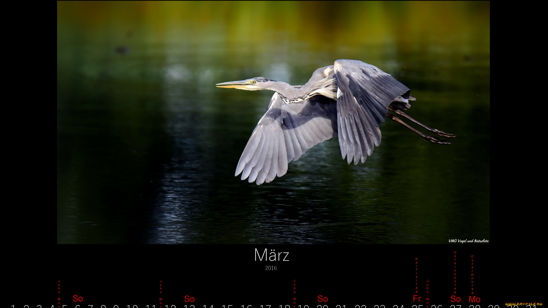 календари, животные, птица, март, 2016, летит, цапля