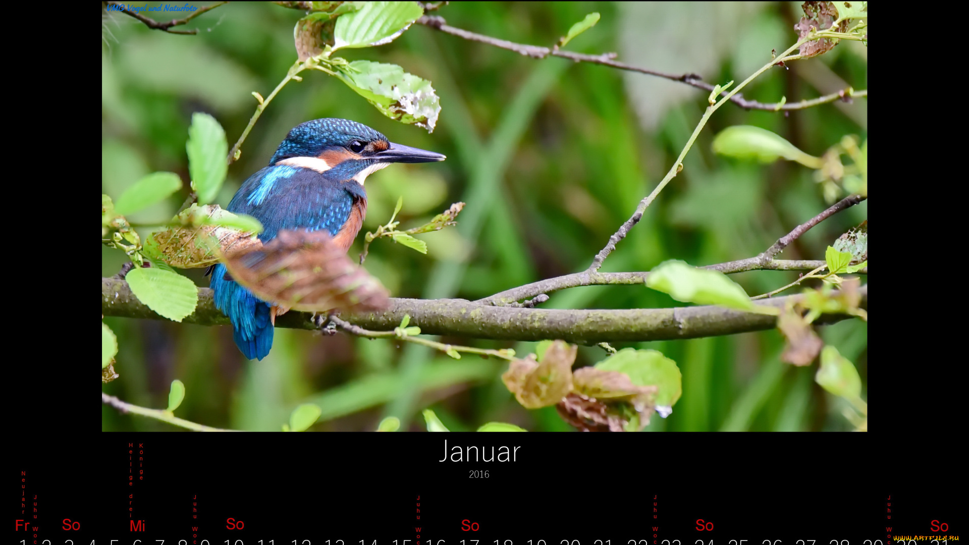 календари, животные, январь, 2016, зимородок, птица