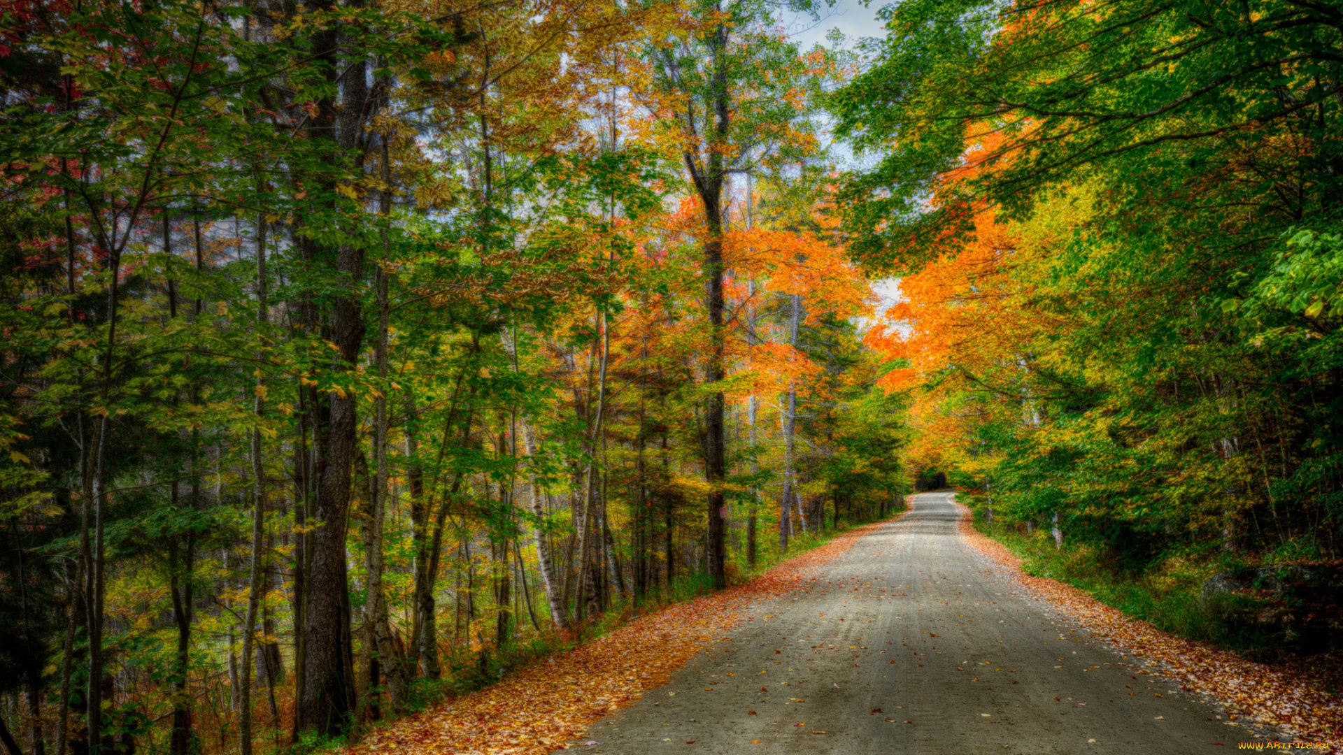 природа, дороги, шоссе, лес