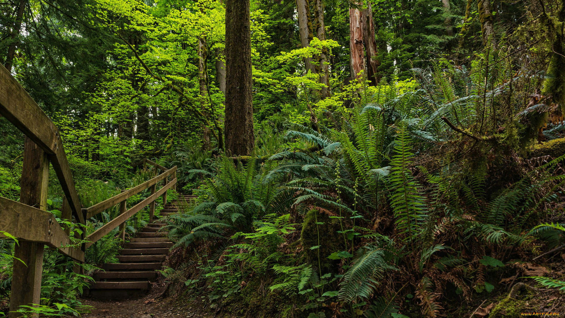 природа, дороги, тропа, лес, ступеньки