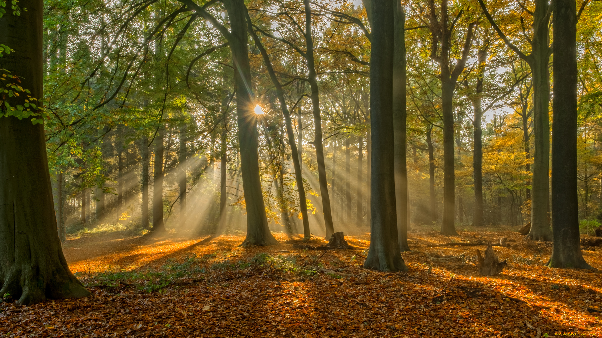 природа, лес, свет, деревья