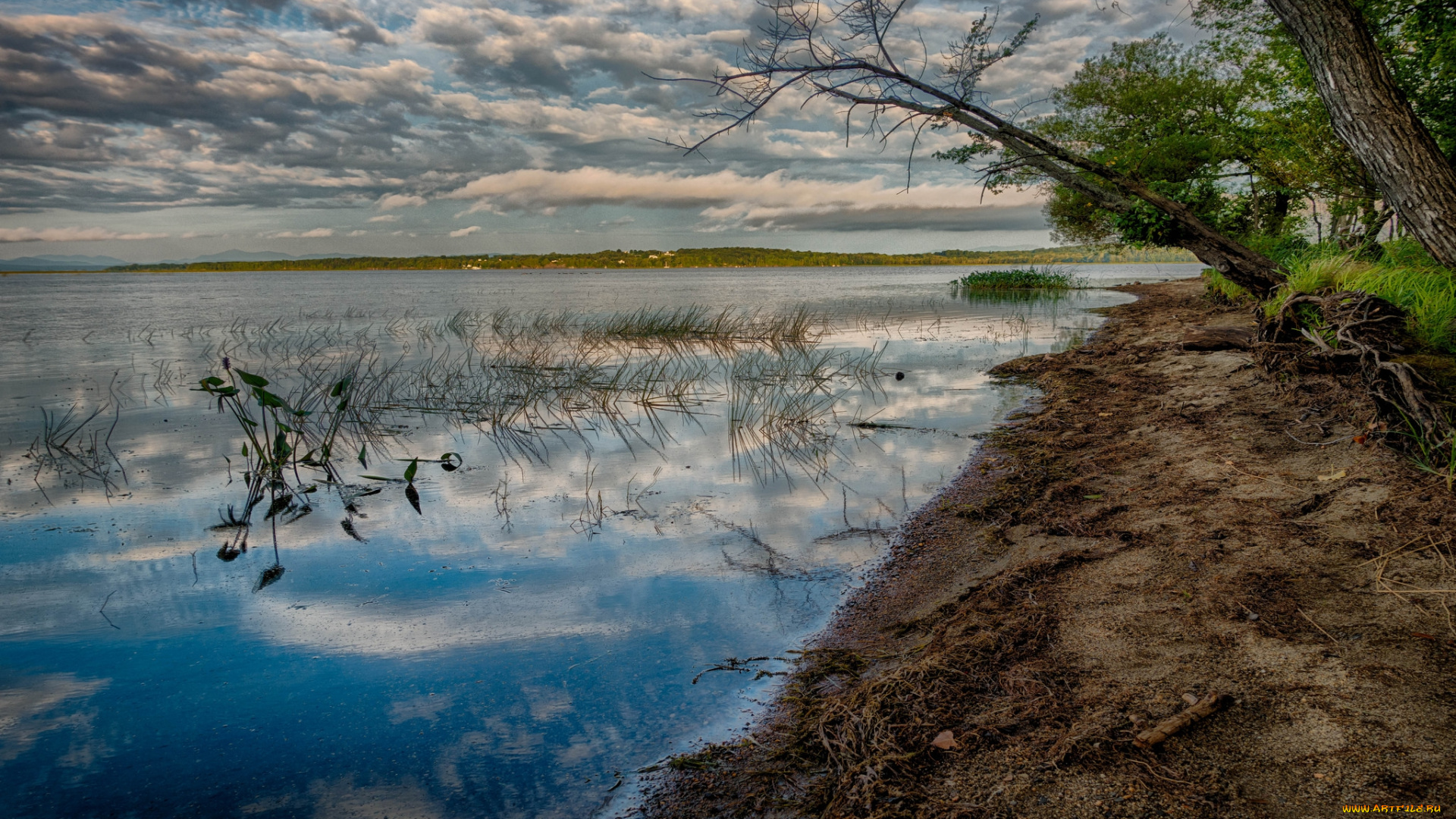 природа, реки, озера, река, лес