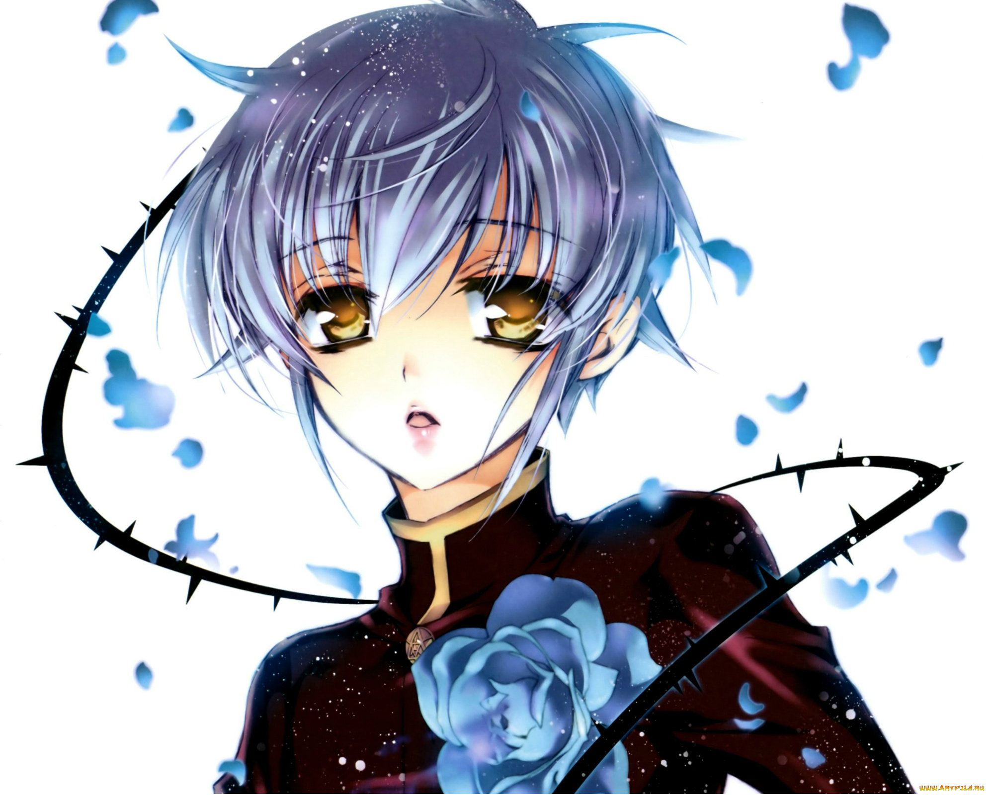 аниме, kiss, of, rose, princess, aya, shouoto, белый, фон, лепестки, голубые, волосы, шипы, art, seiran, asagi, kiss, of, rose, princess