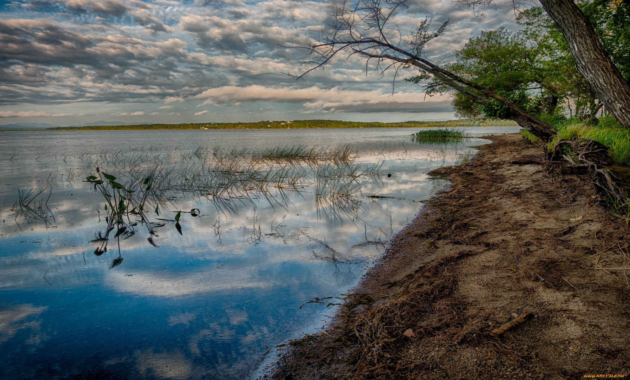 природа, реки, озера, река, лес