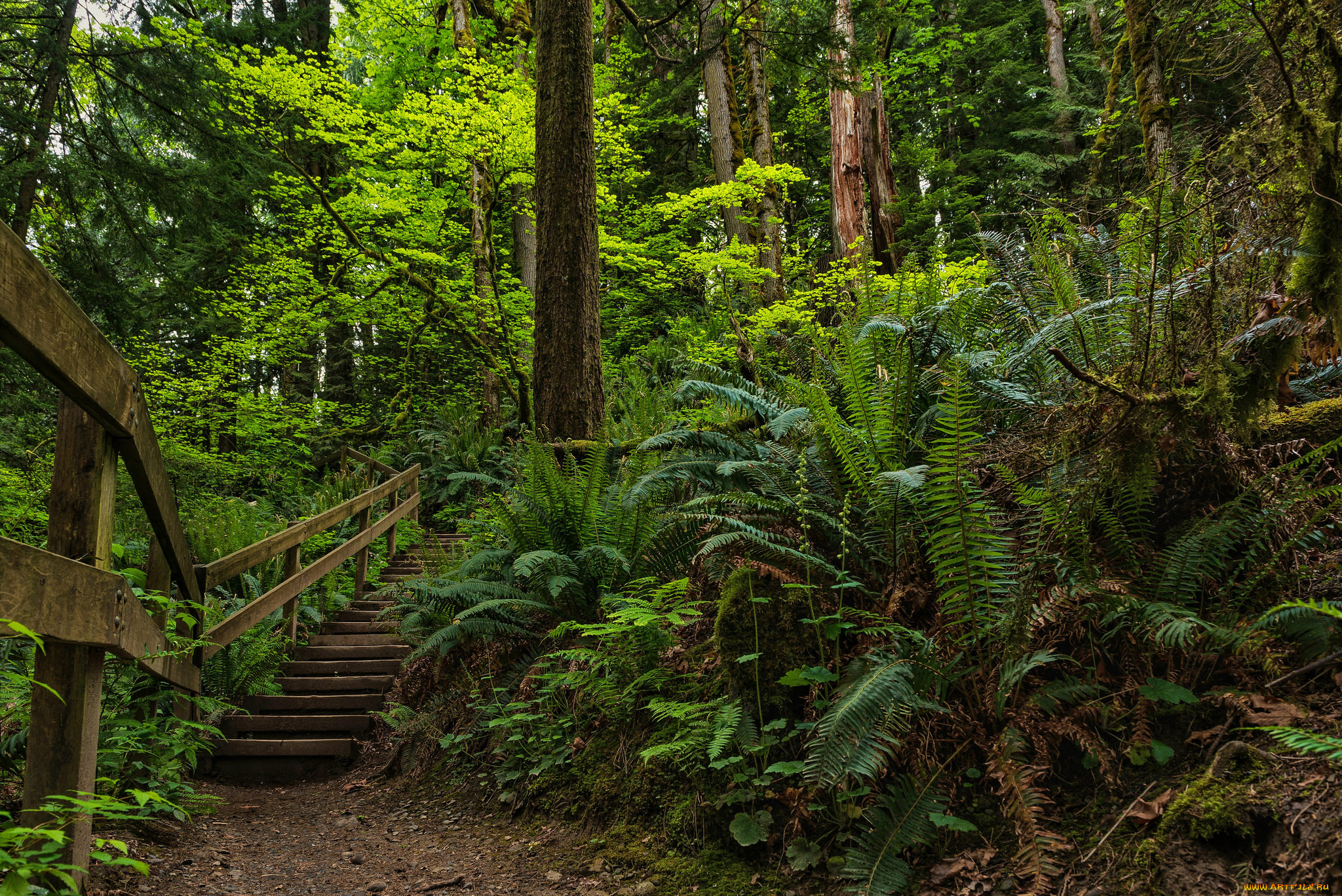 природа, дороги, тропа, лес, ступеньки