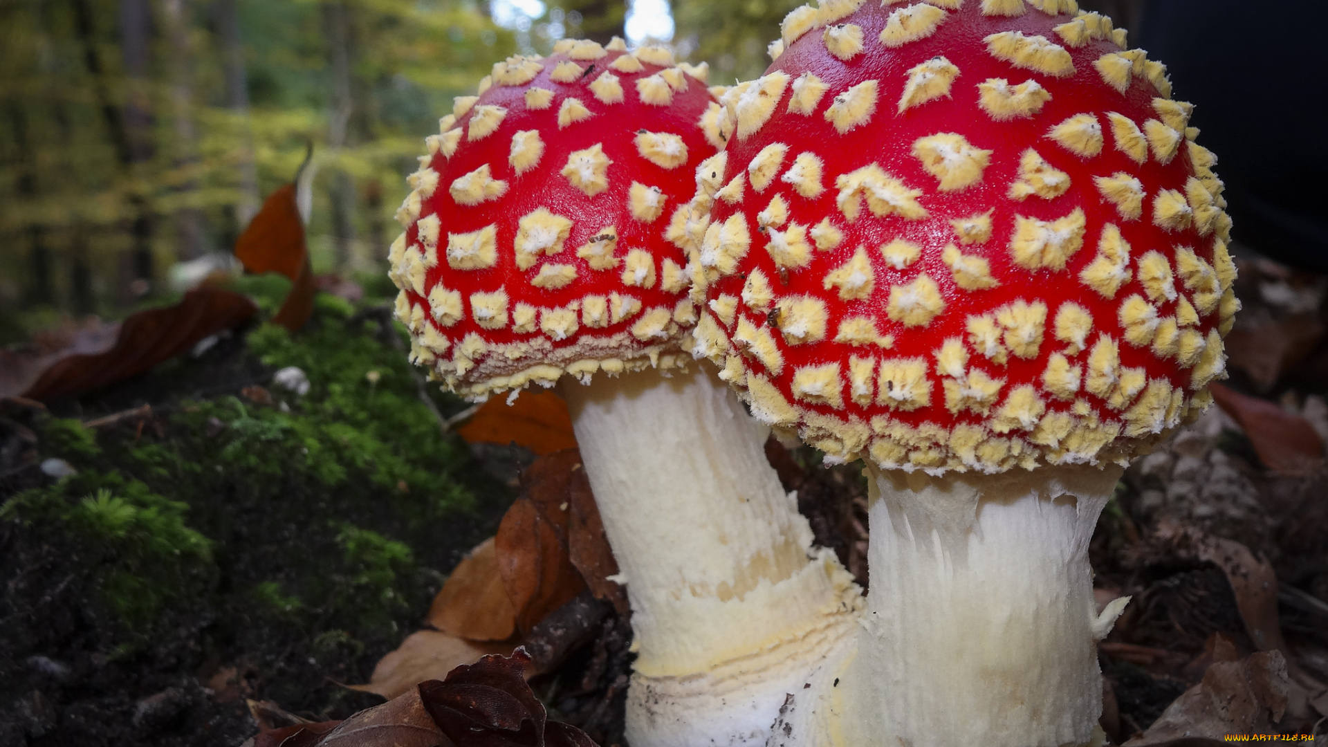 природа, грибы, , мухомор, грибок
