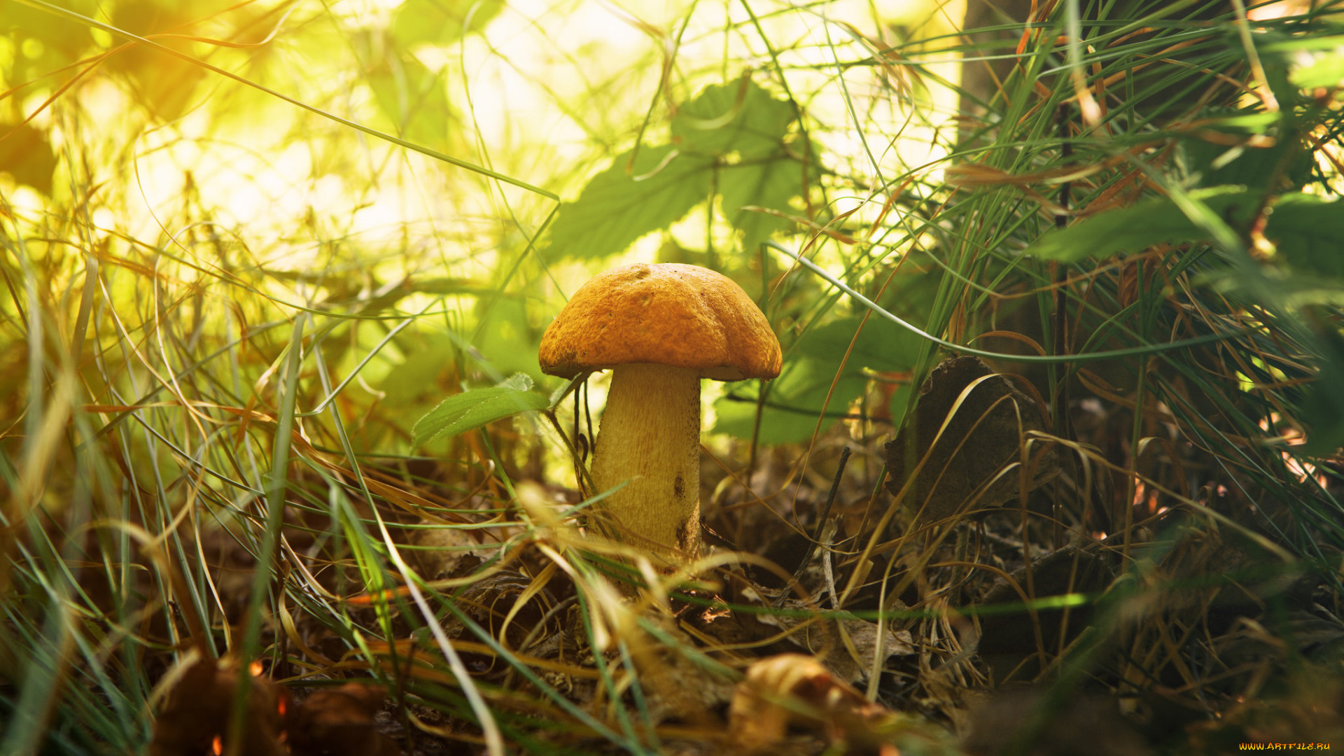 природа, грибы, грибок