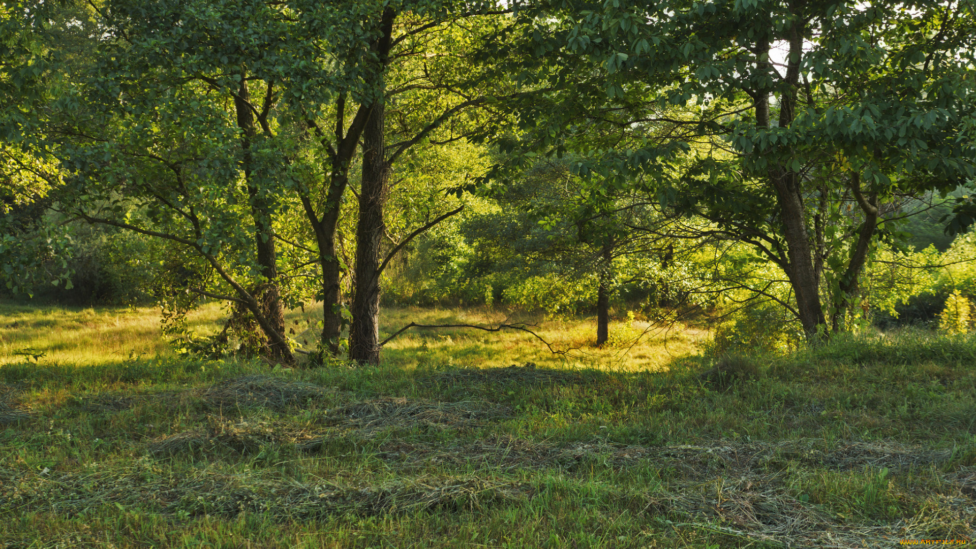 природа, лес, деревья