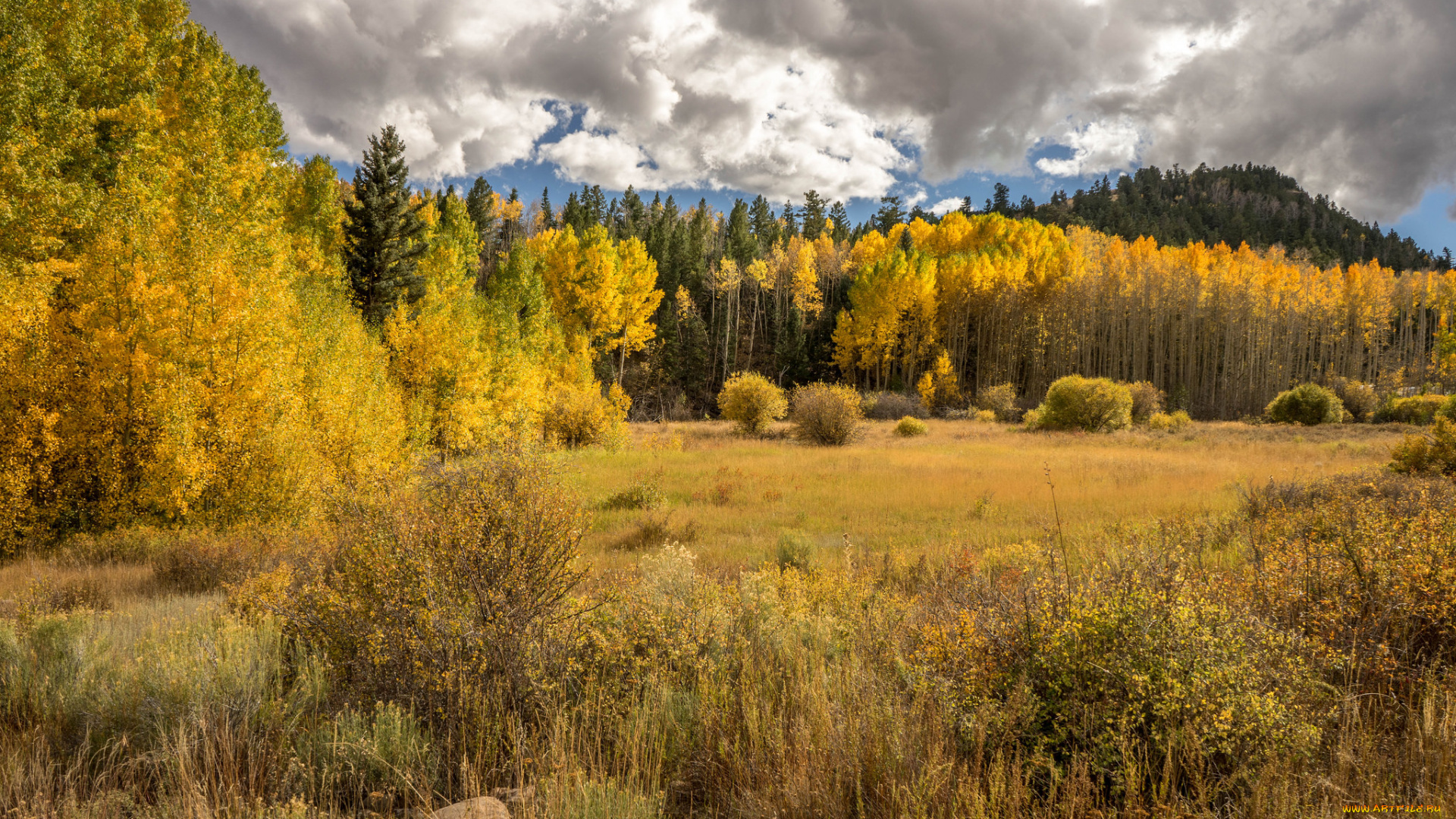 природа, лес, деревья