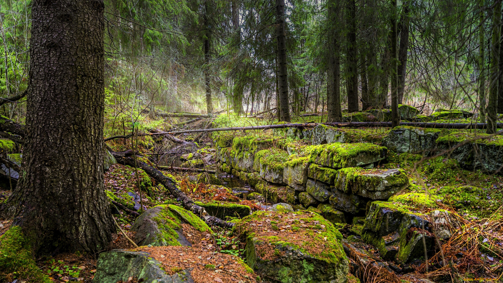 природа, лес, деревья