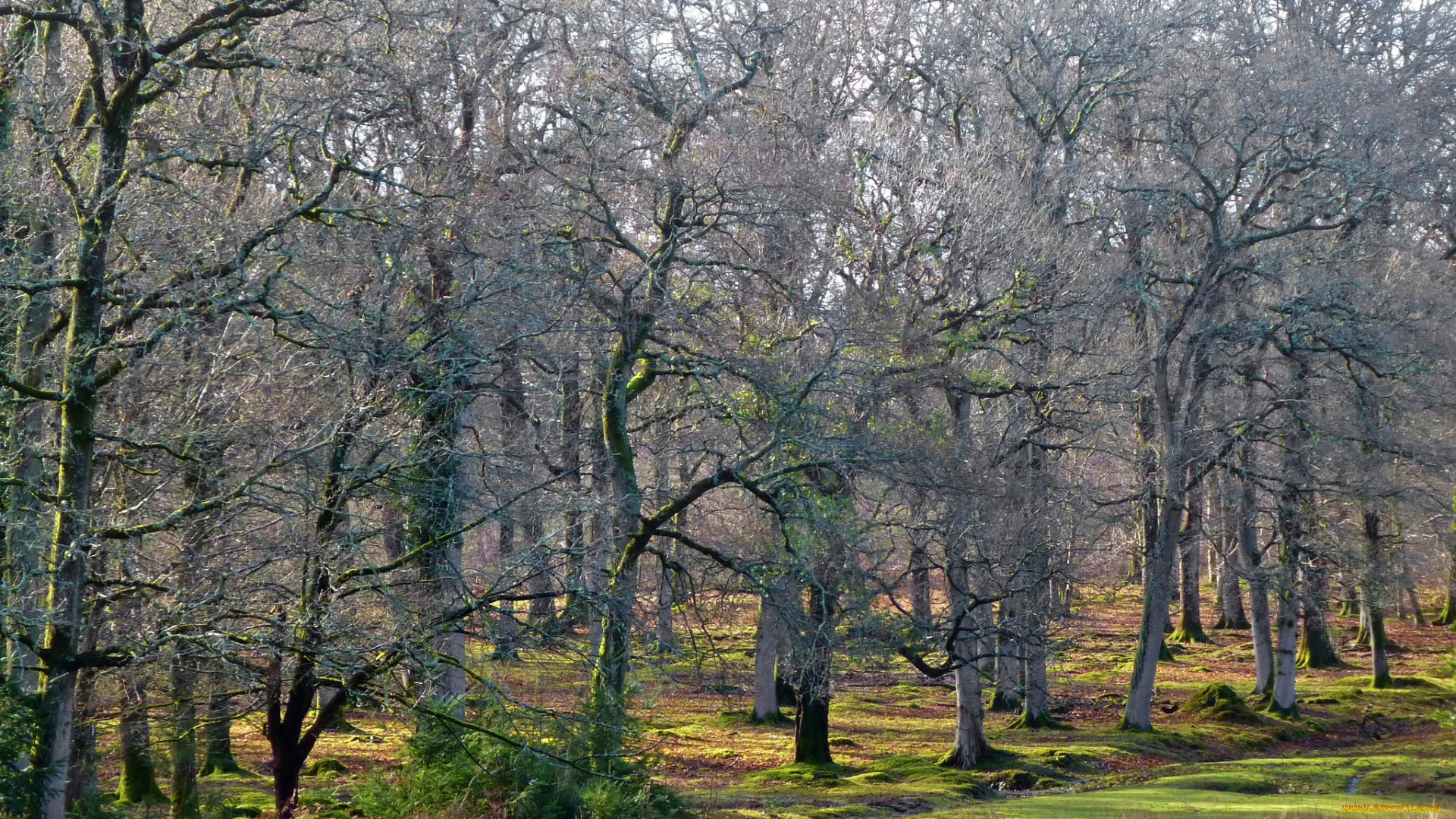 природа, лес, деревья