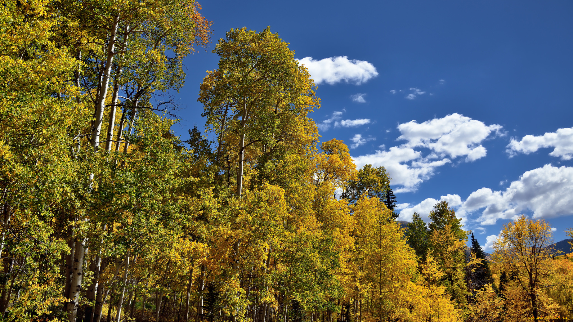 природа, лес, деревья