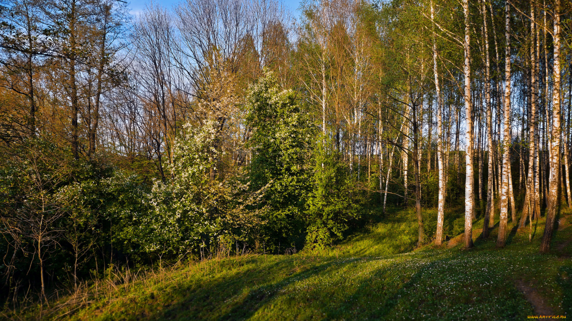 природа, лес, деревья