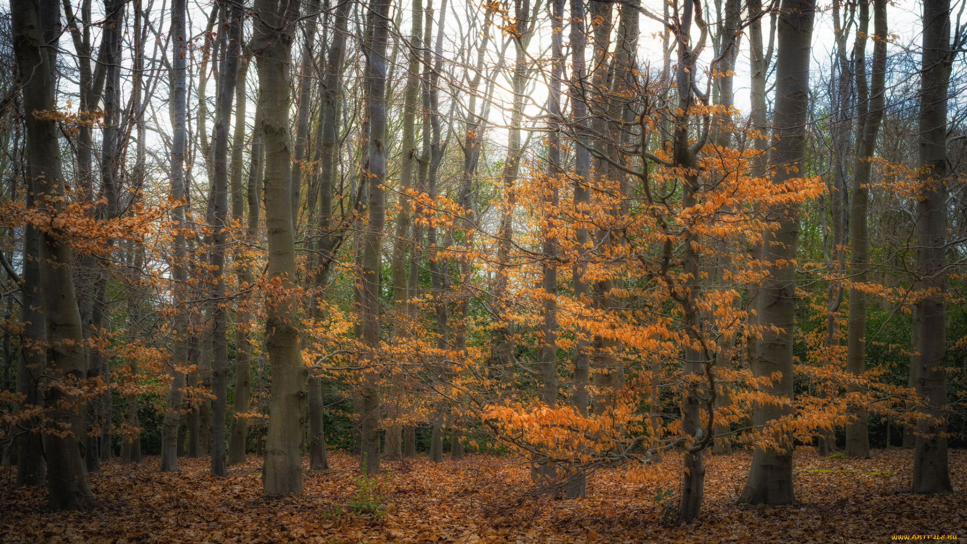 природа, лес, деревья