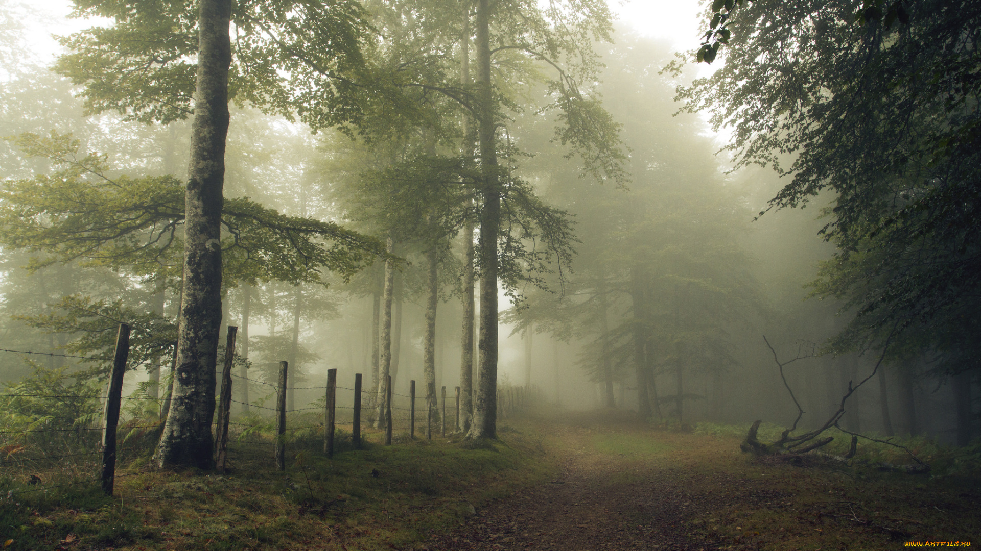 природа, лес, деревья
