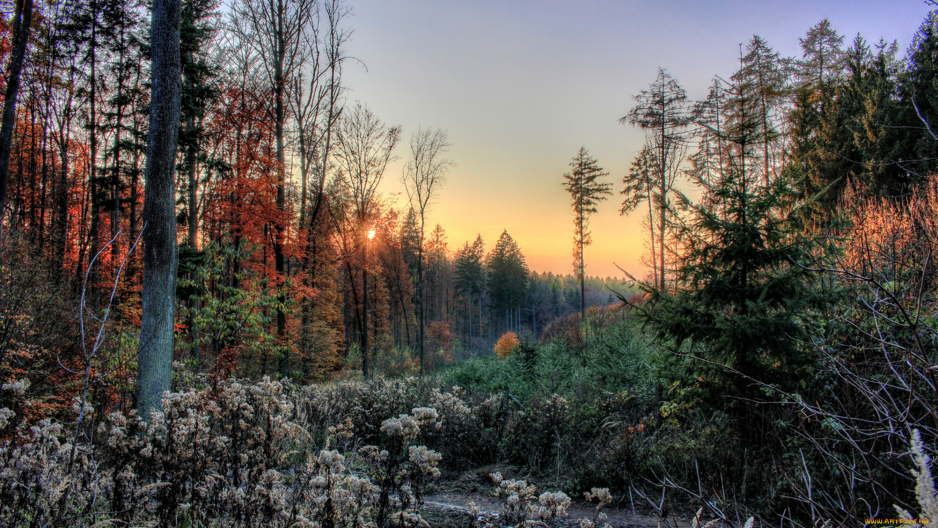 природа, лес, деревья