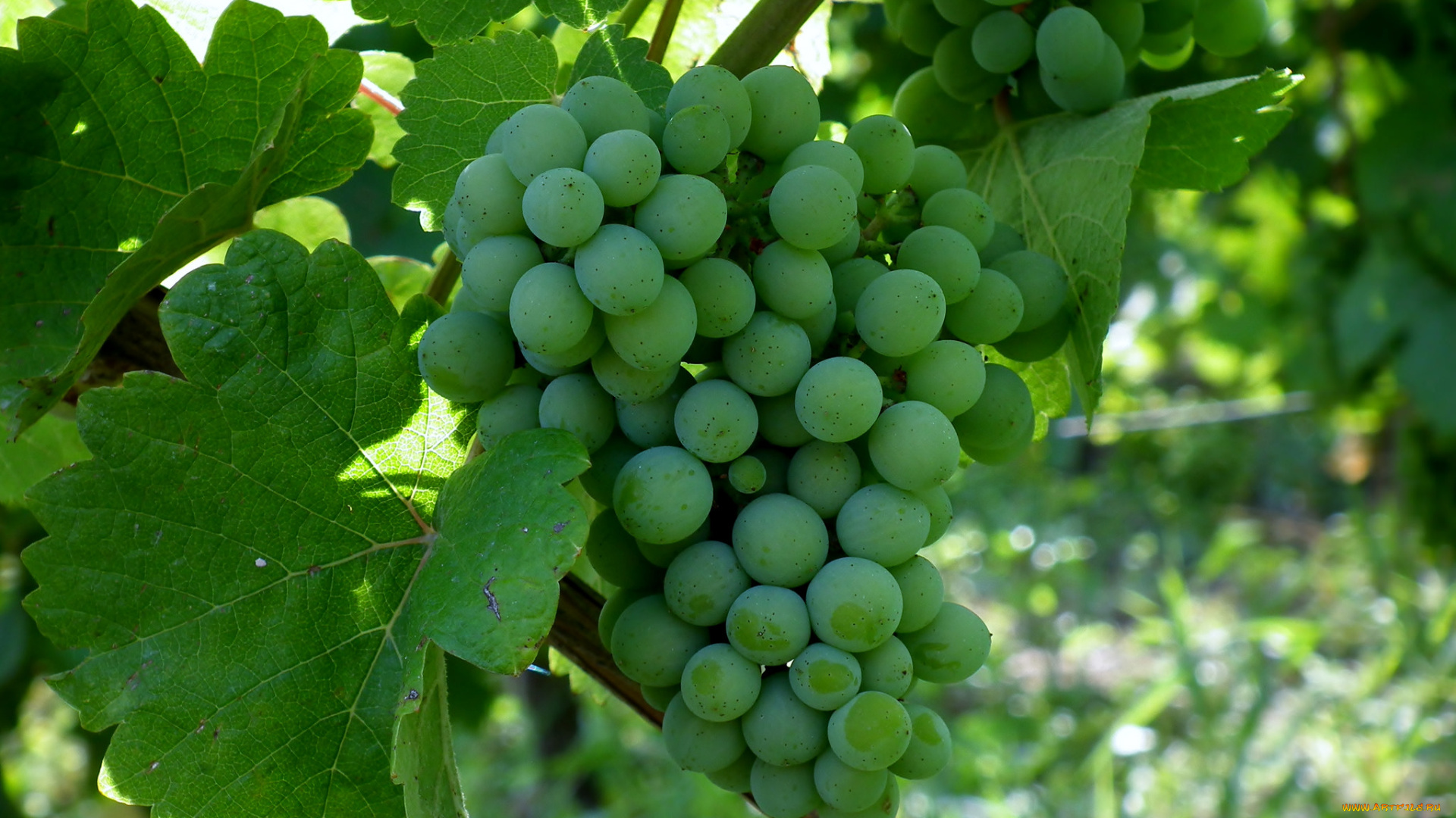 природа, Ягоды, , виноград, лоза