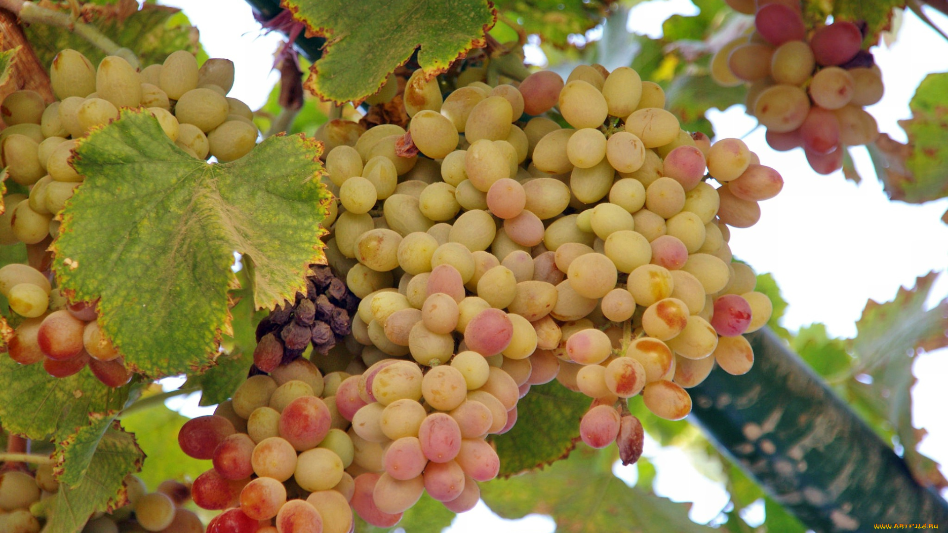 природа, Ягоды, , виноград, лоза