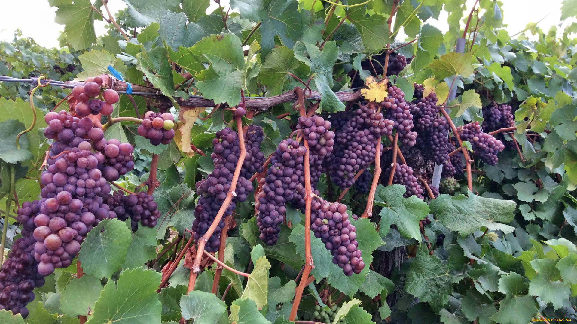 природа, Ягоды, , виноград, лоза