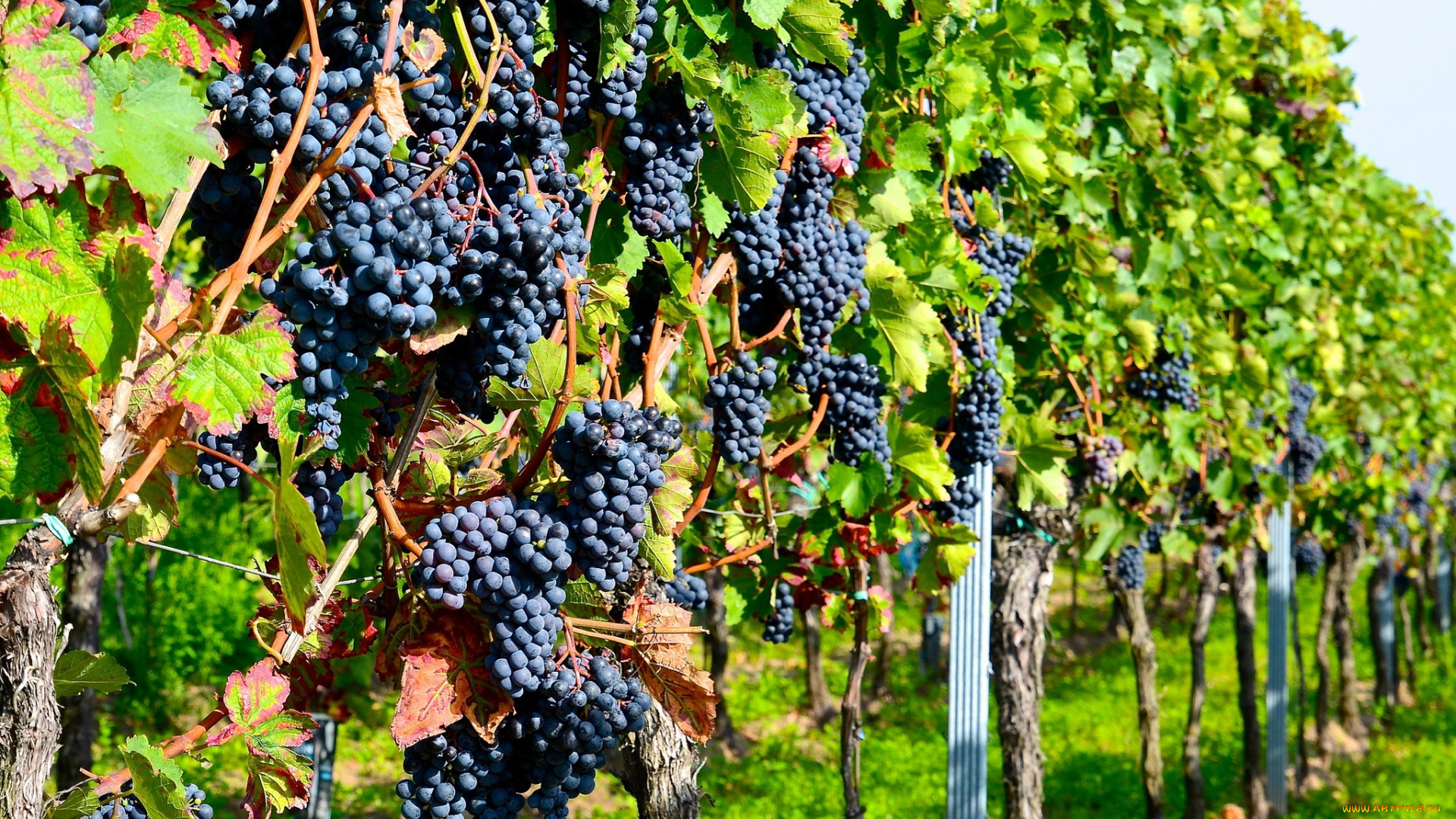 природа, Ягоды, , виноград, лоза