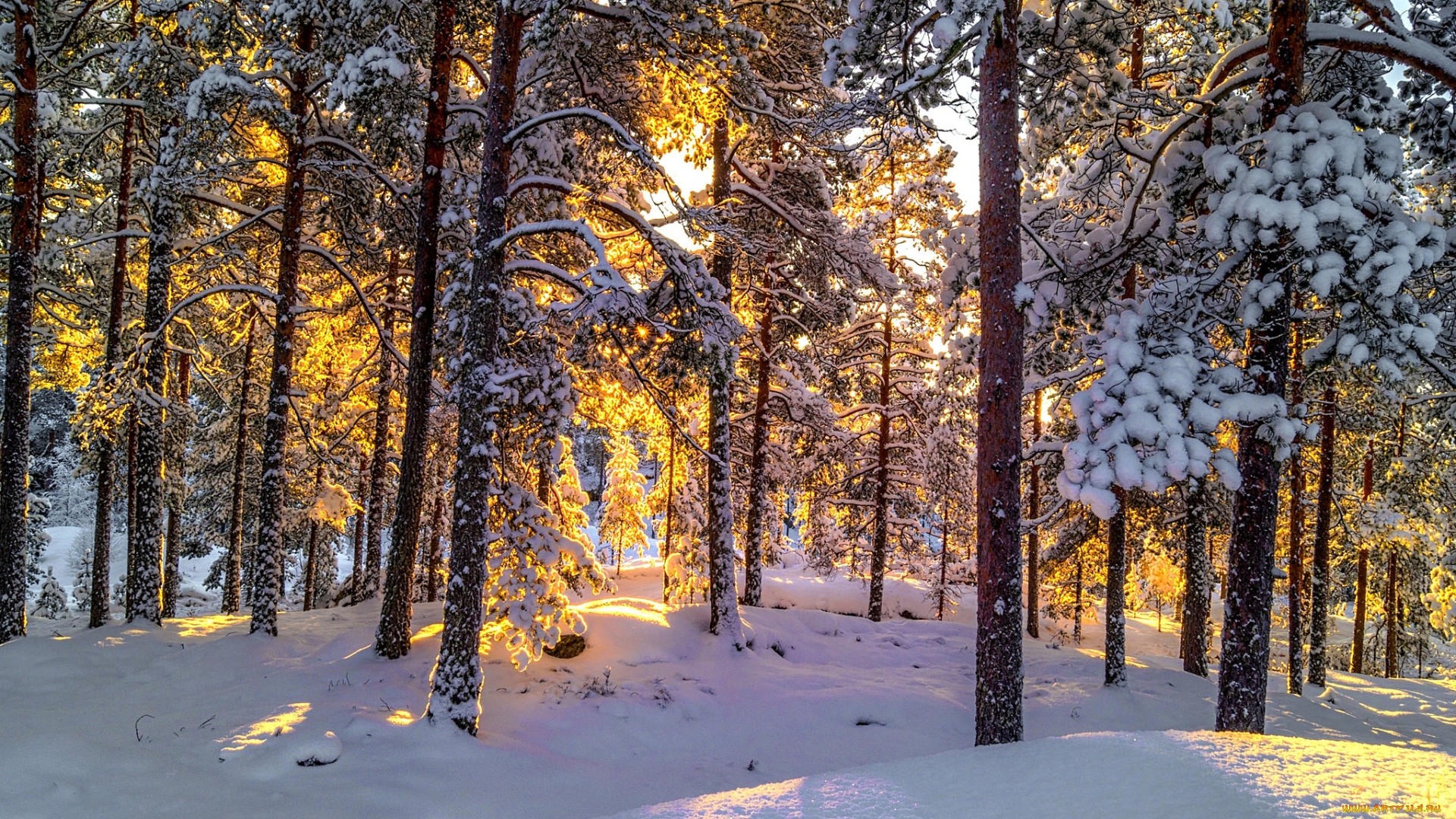 природа, зима, снег