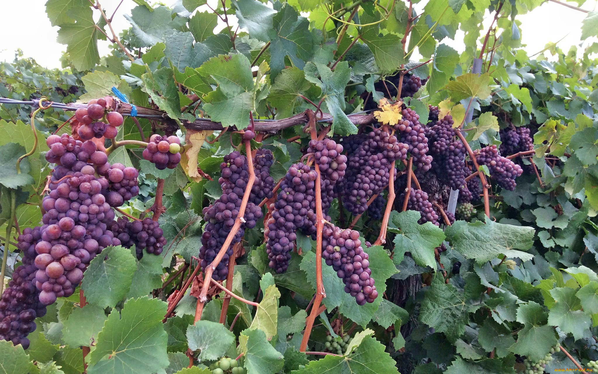 природа, Ягоды, , виноград, лоза