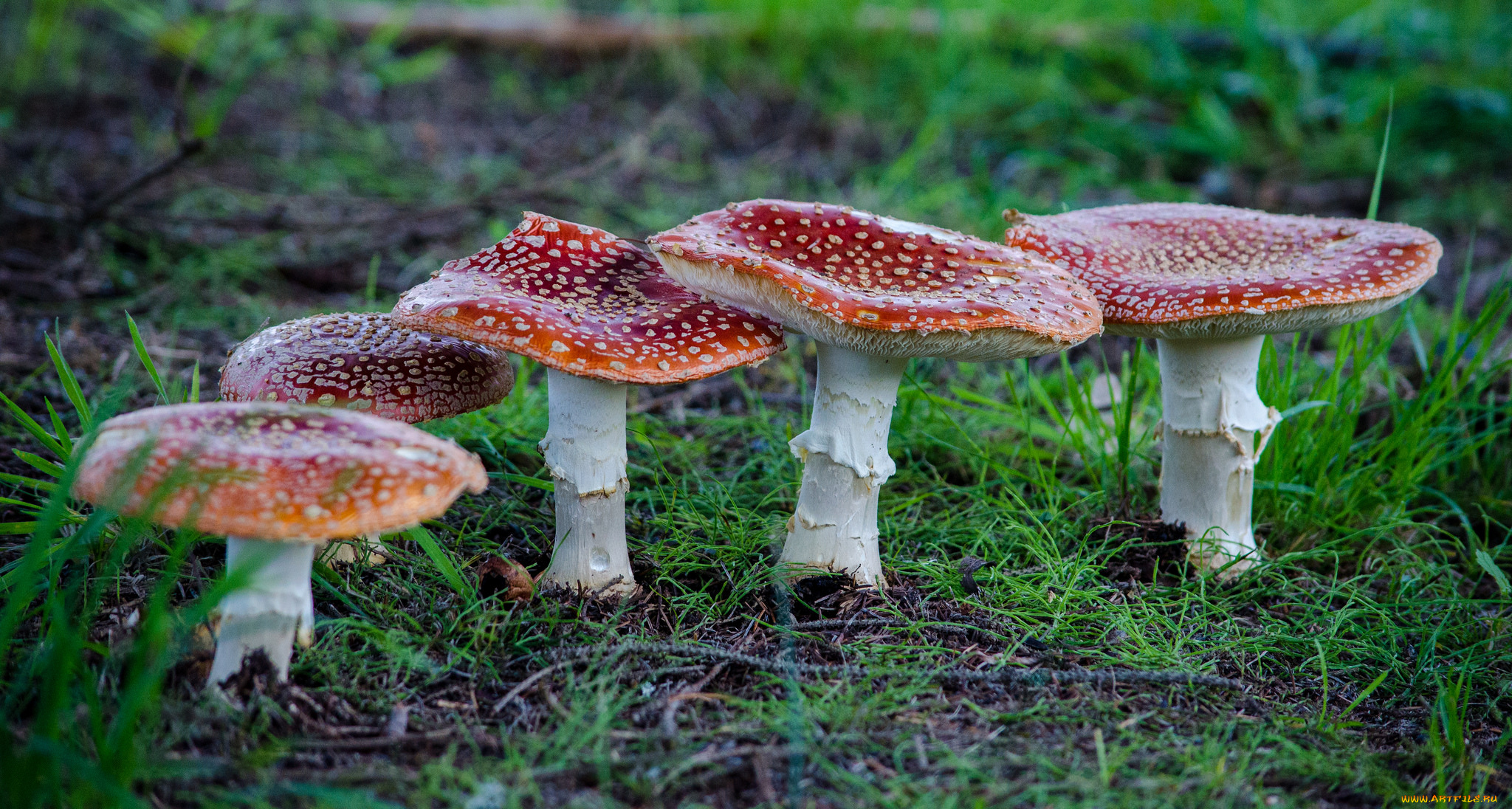 природа, грибы, , мухомор, грибок