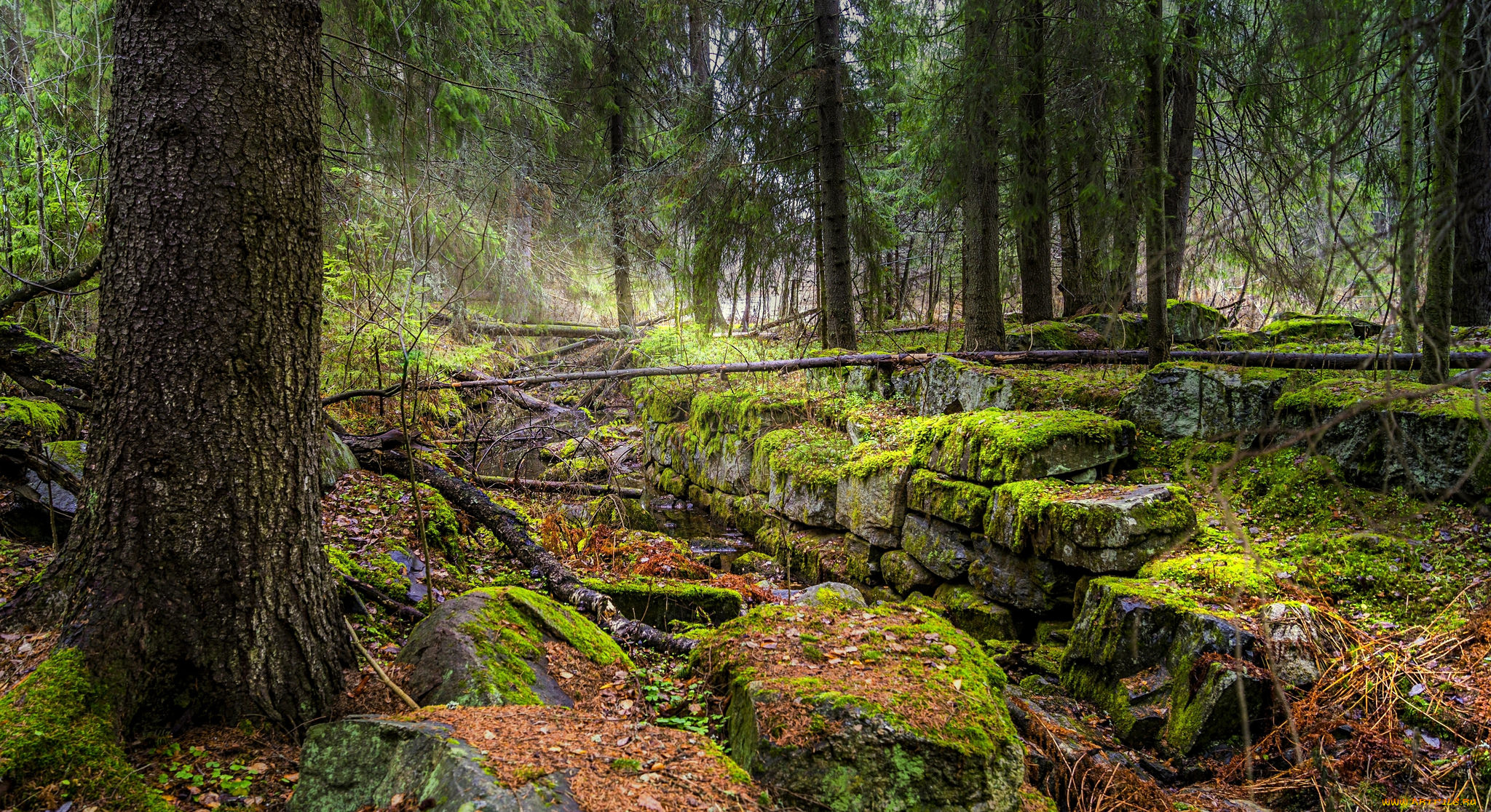 природа, лес, деревья