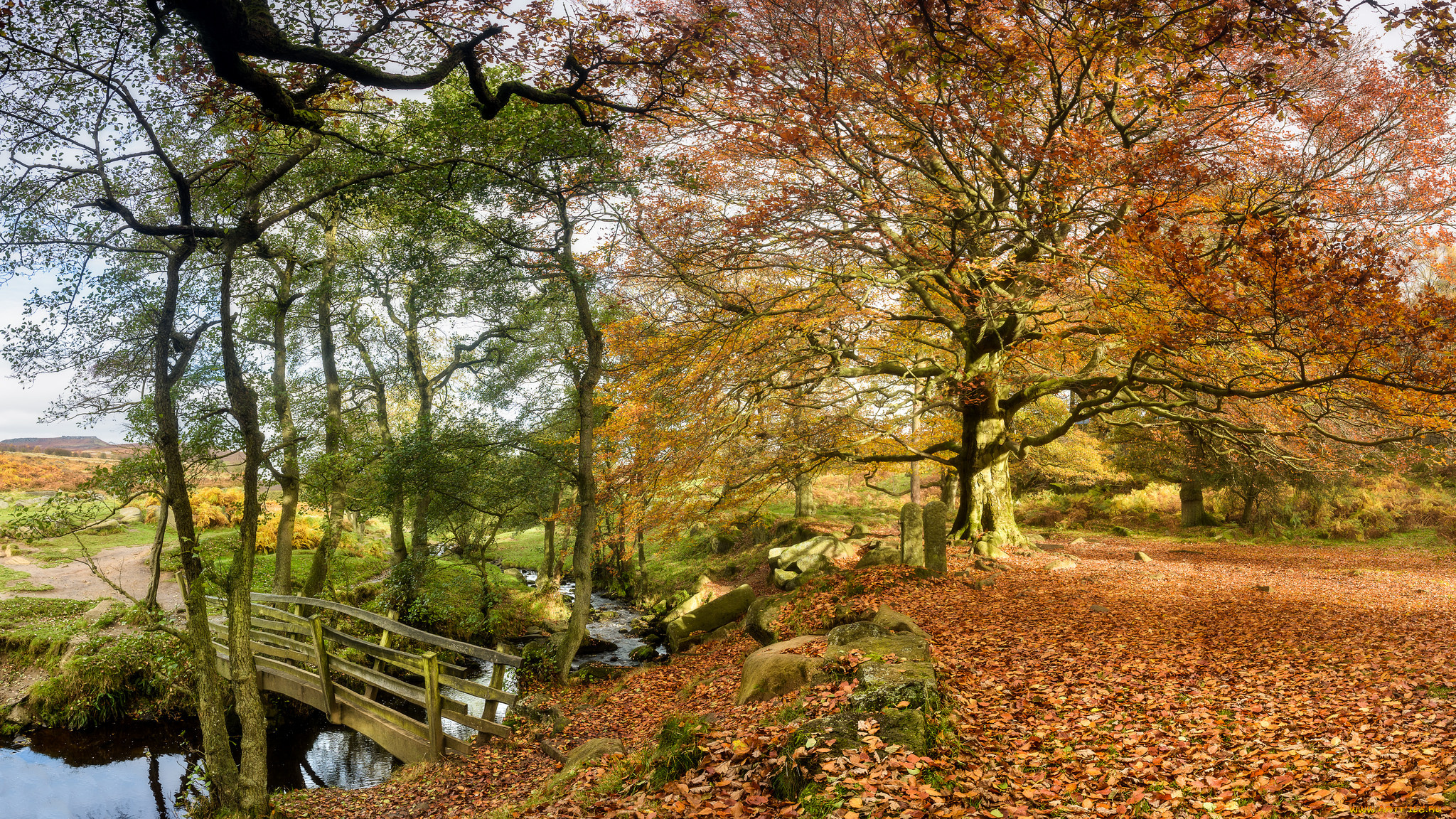 природа, лес, деревья