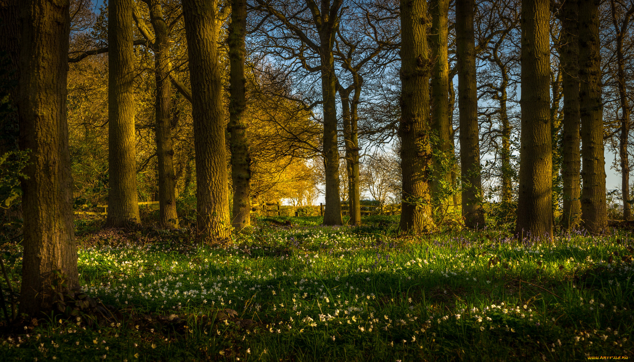 природа, лес, деревья