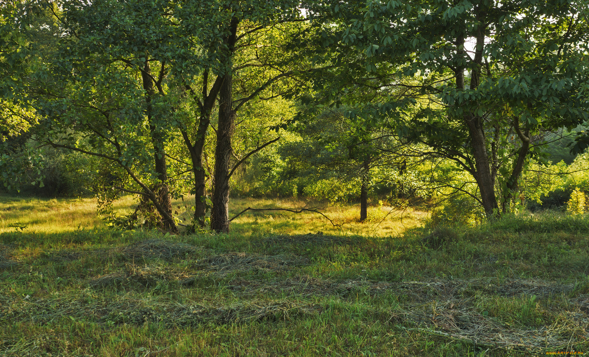 природа, лес, деревья