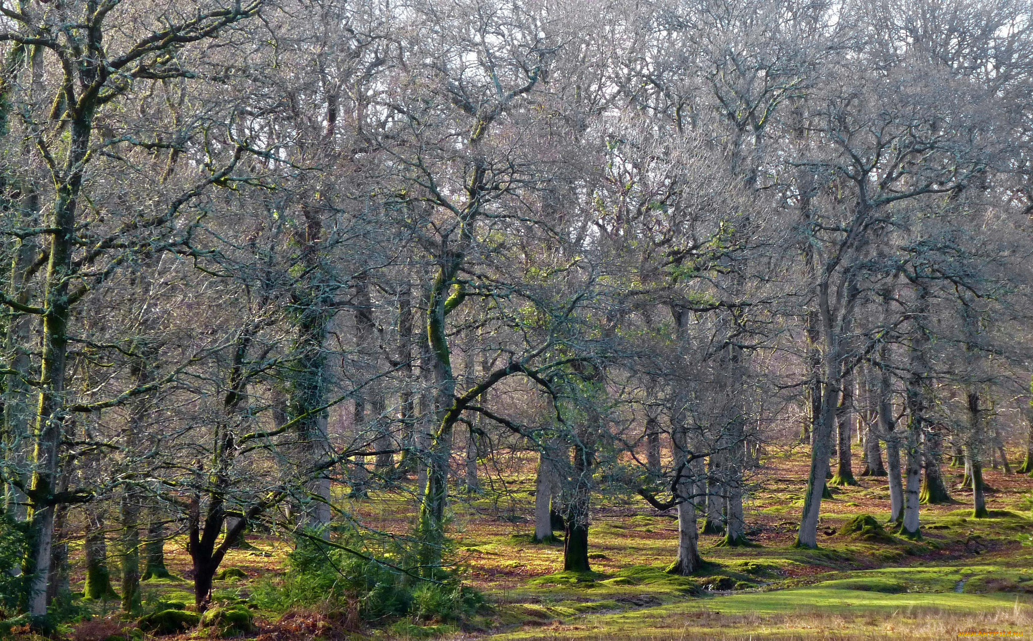 природа, лес, деревья