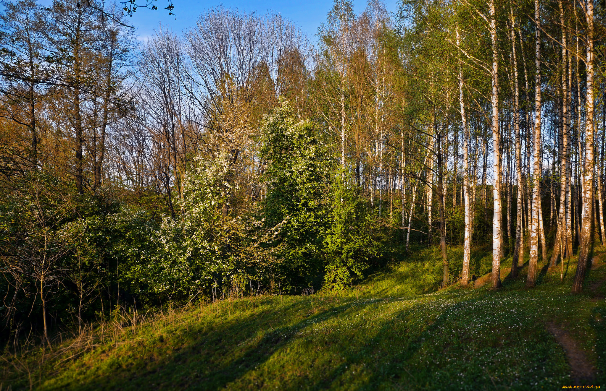 природа, лес, деревья