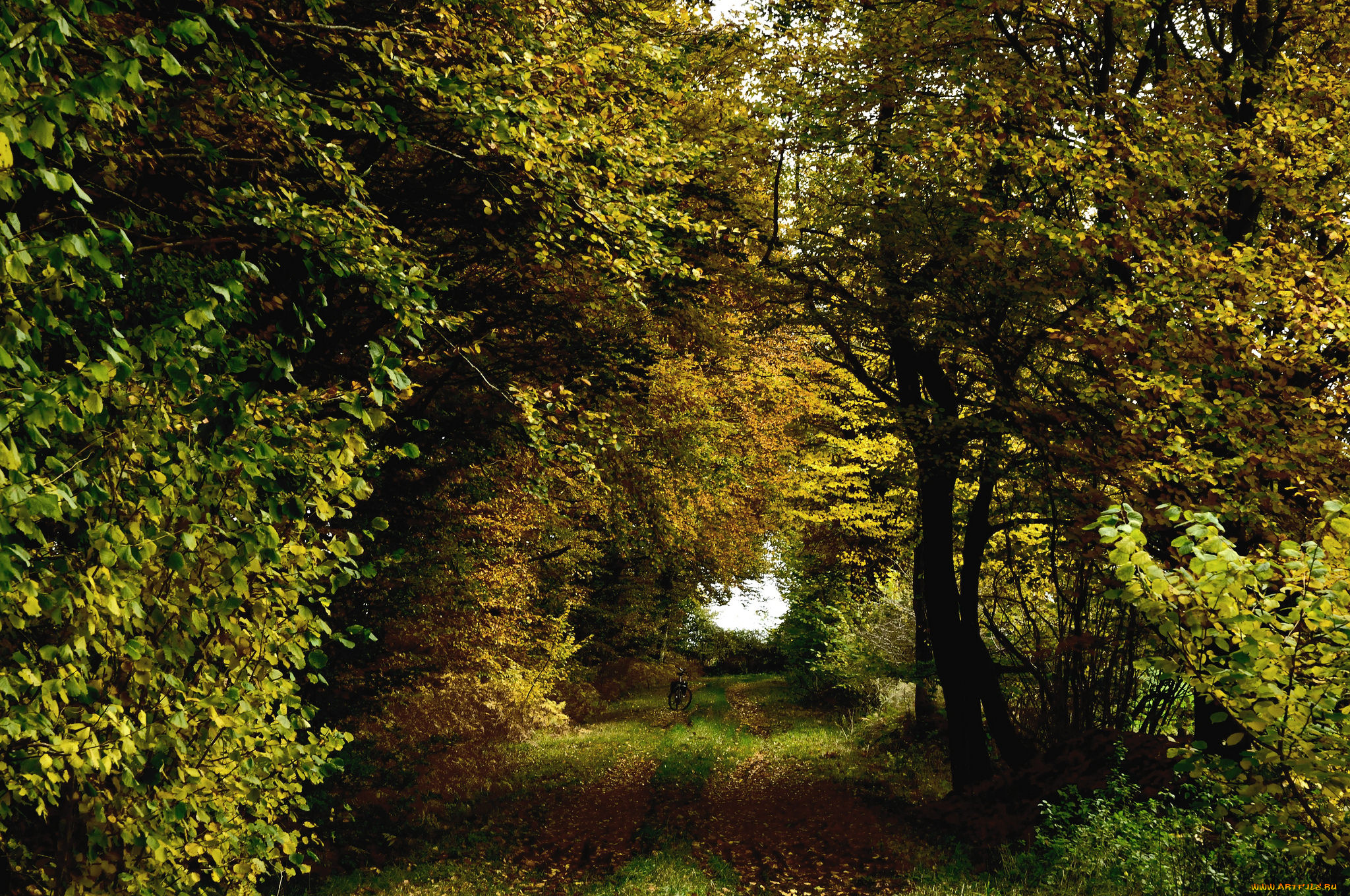 природа, лес, деревья