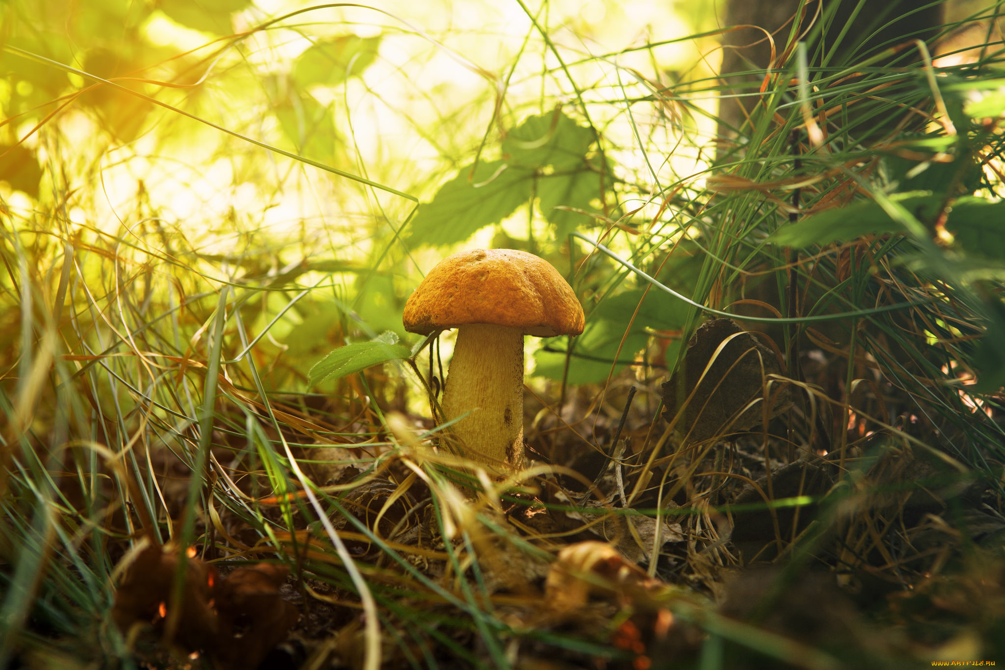 природа, грибы, грибок