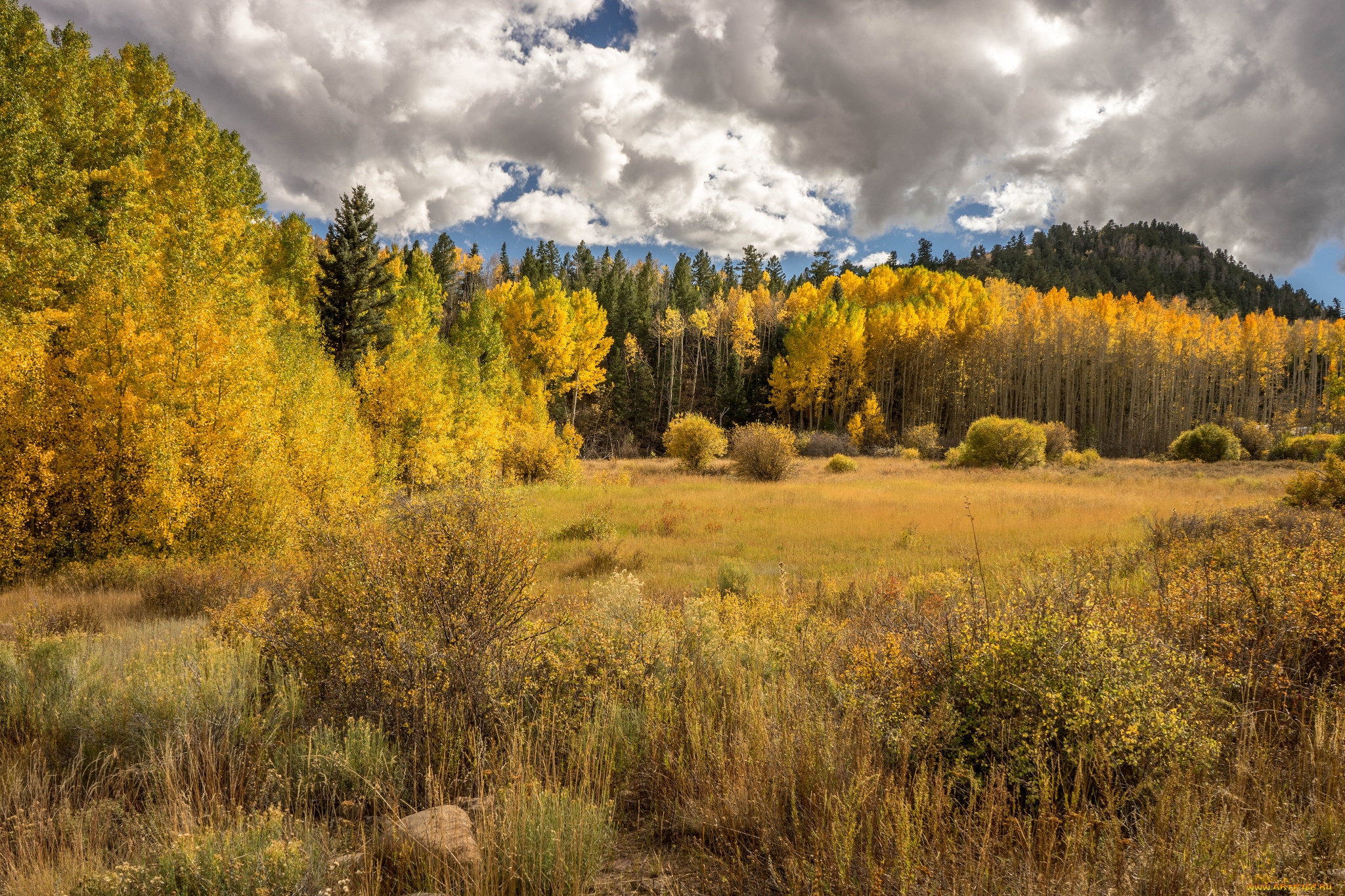 природа, лес, деревья