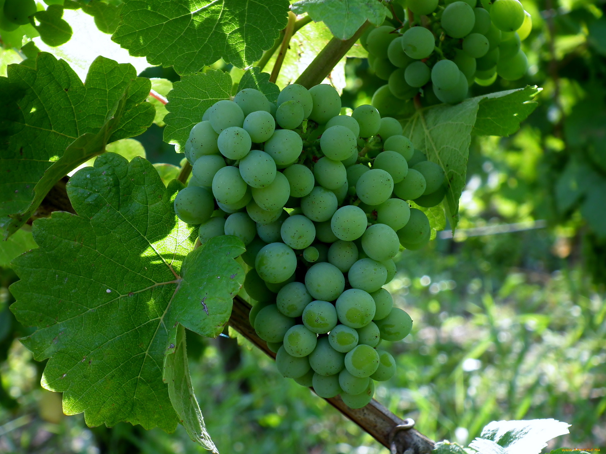 природа, Ягоды, , виноград, лоза