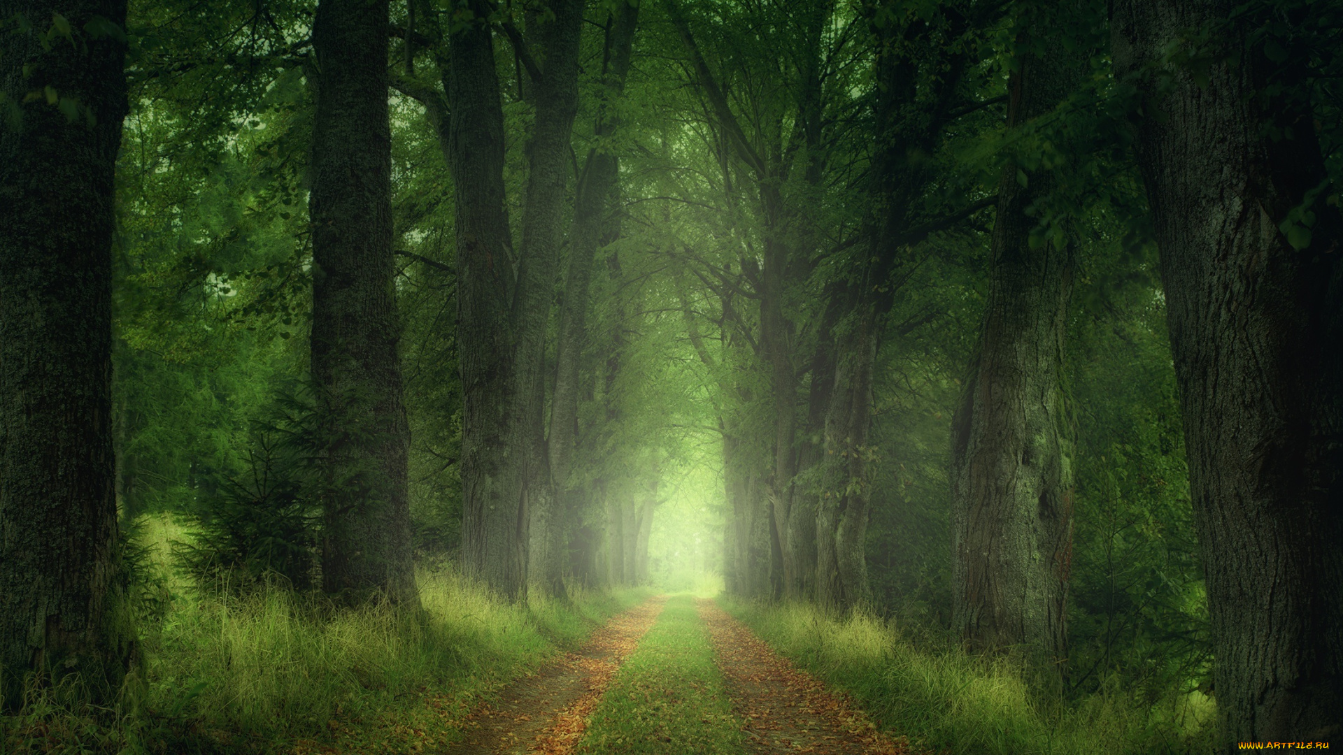 природа, дороги, деревья, листья, лес, дорога, zan, foar