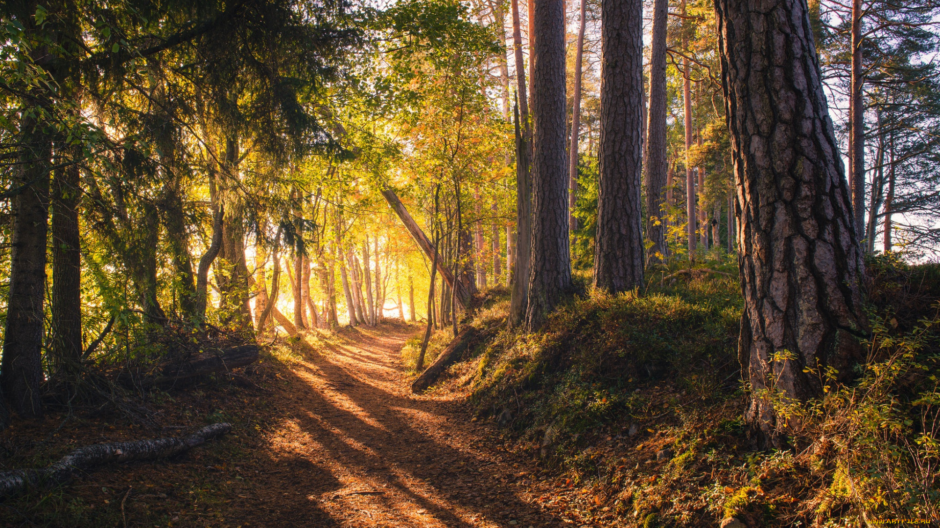 природа, дороги, солнечный, свет, финляндия, дорога, лес