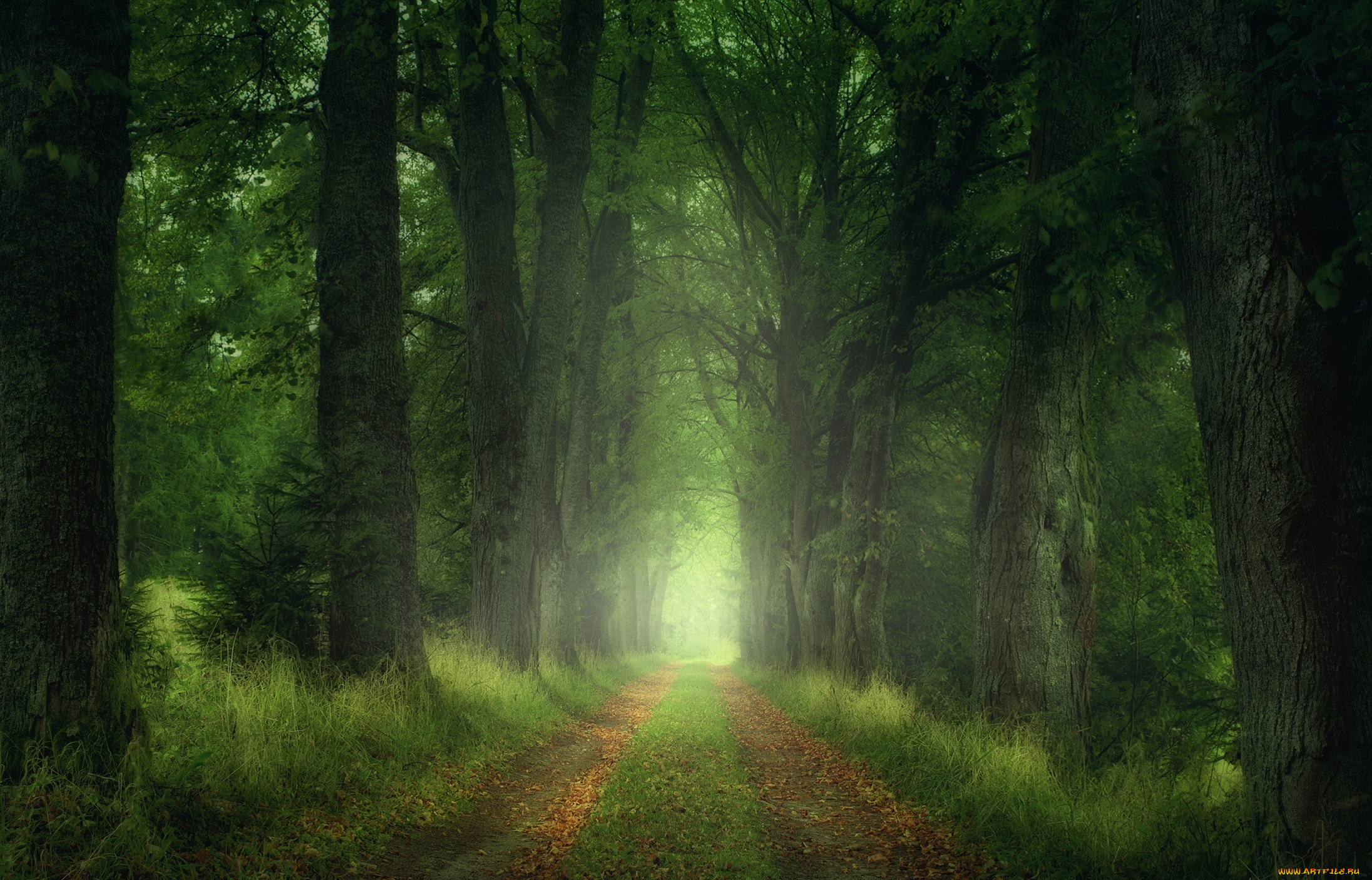 природа, дороги, деревья, листья, лес, дорога, zan, foar