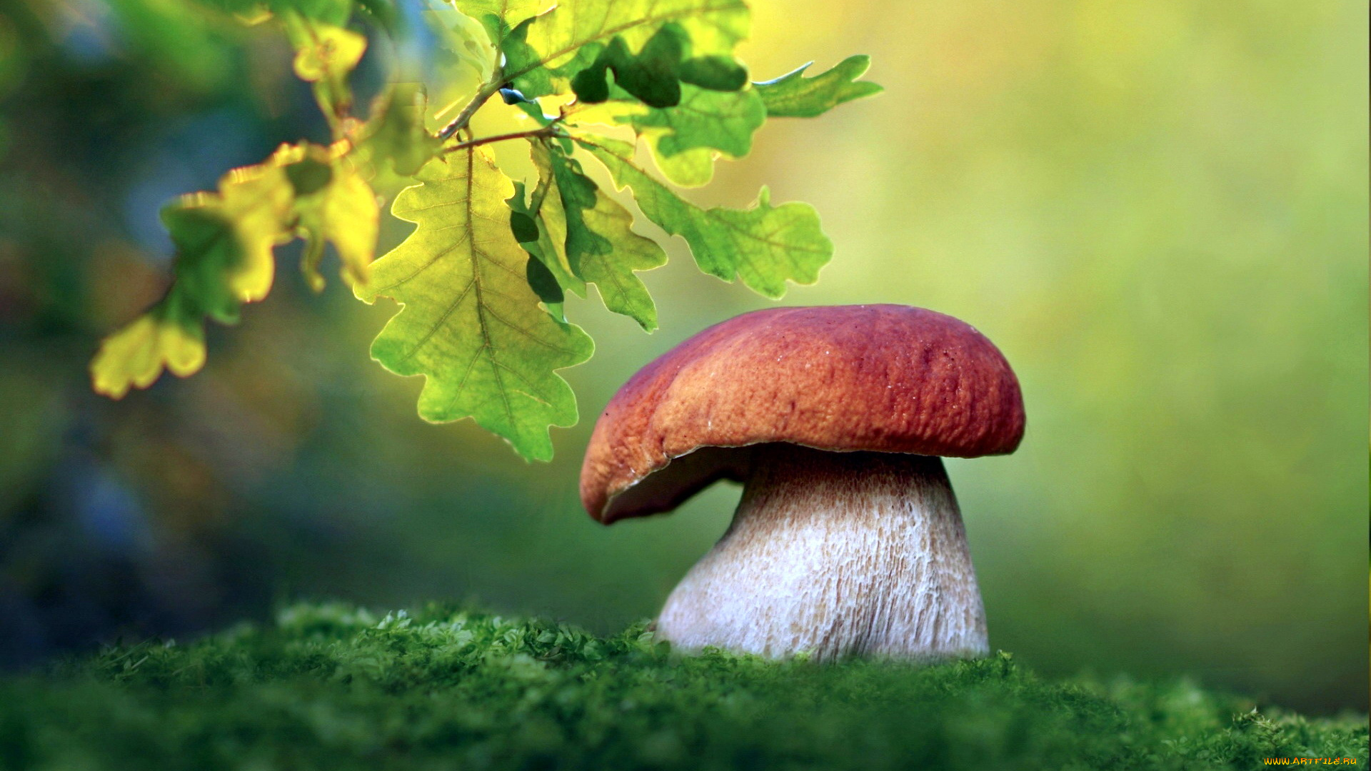 природа, грибы, боровик