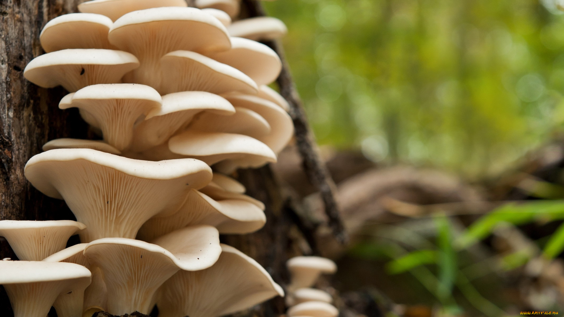 природа, грибы, грибная, семейка