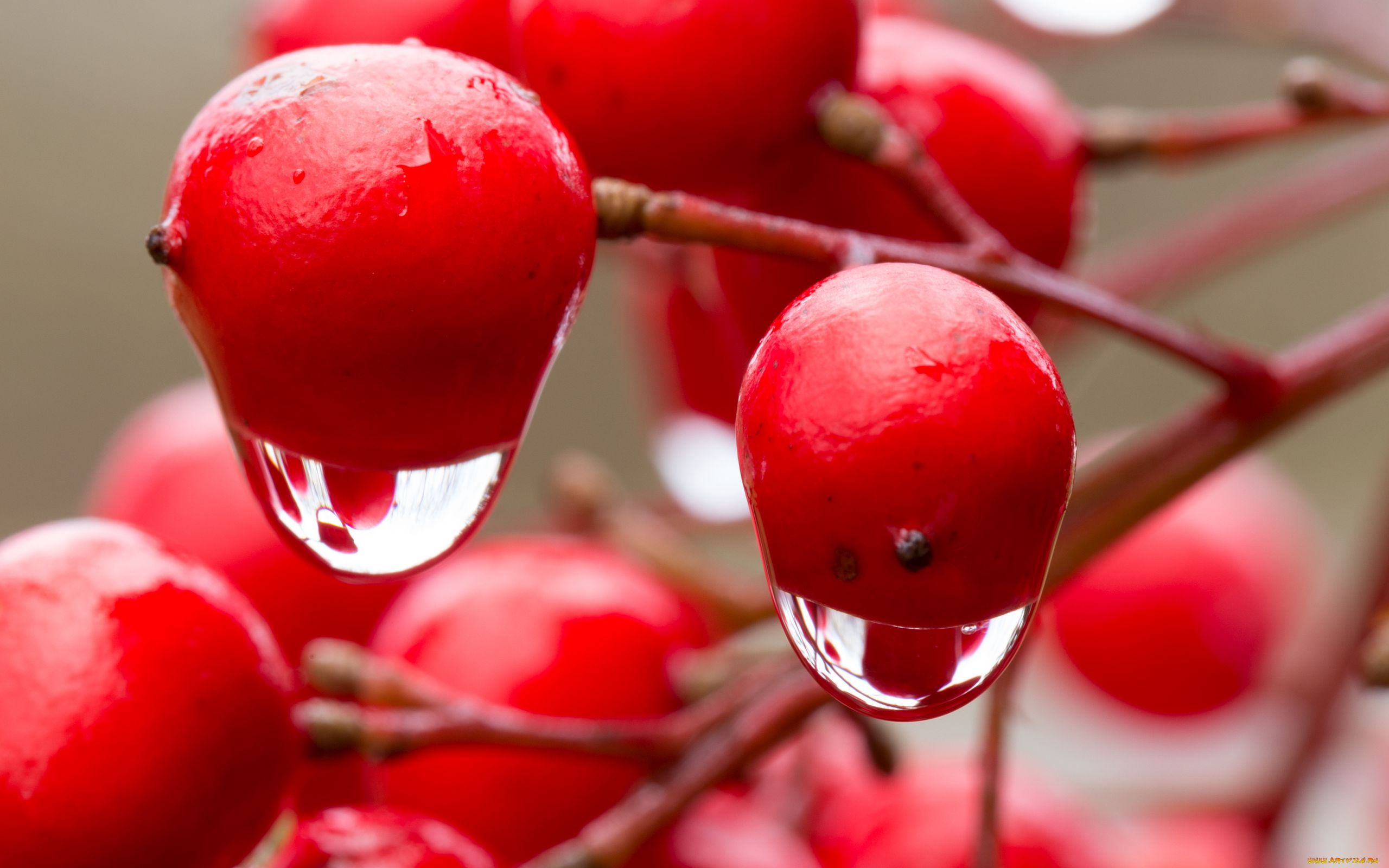 природа, ягоды, , калина, ветка, калина, капли