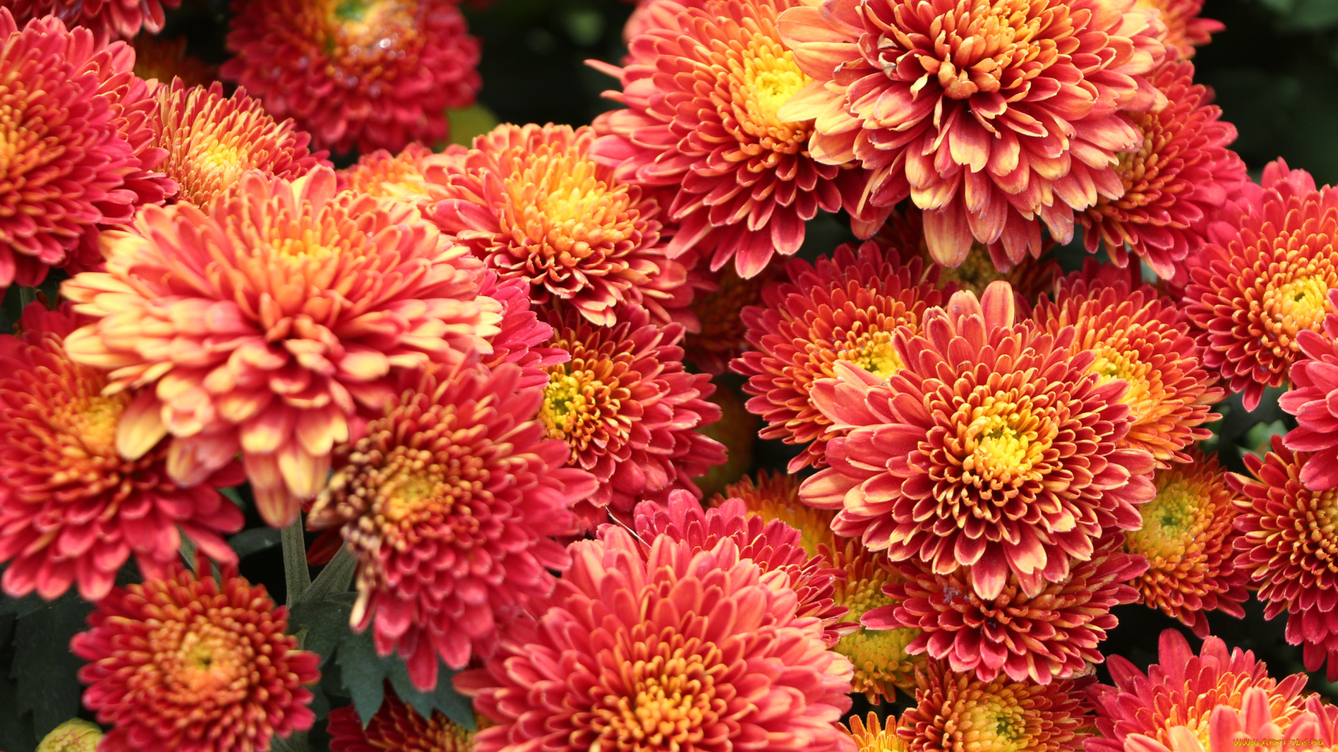 цветы, хризантемы