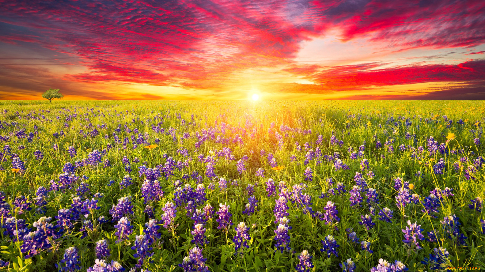 цветы, луговые, , полевые, , цветы, луг